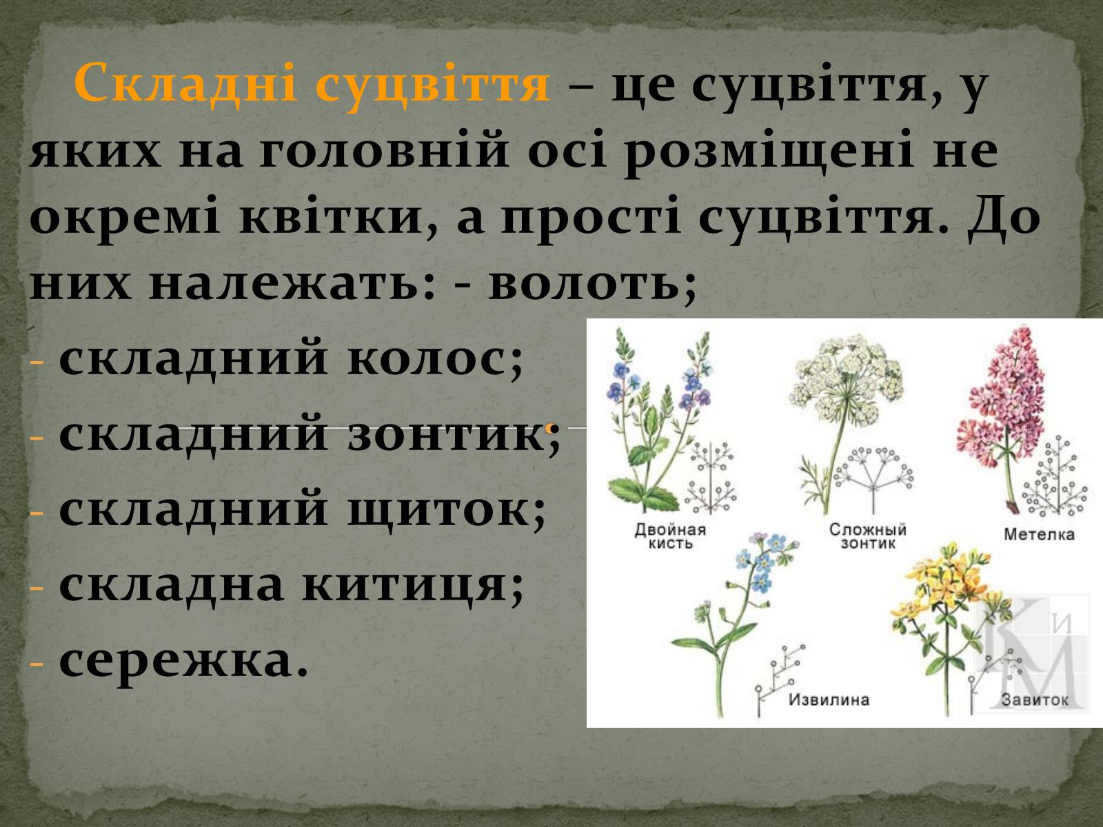 Презентація на тему «Суцвіття» (варіант 1) - Слайд #6 Презентація на тему «Суцвіття» (варіант 1) - Слайд #6