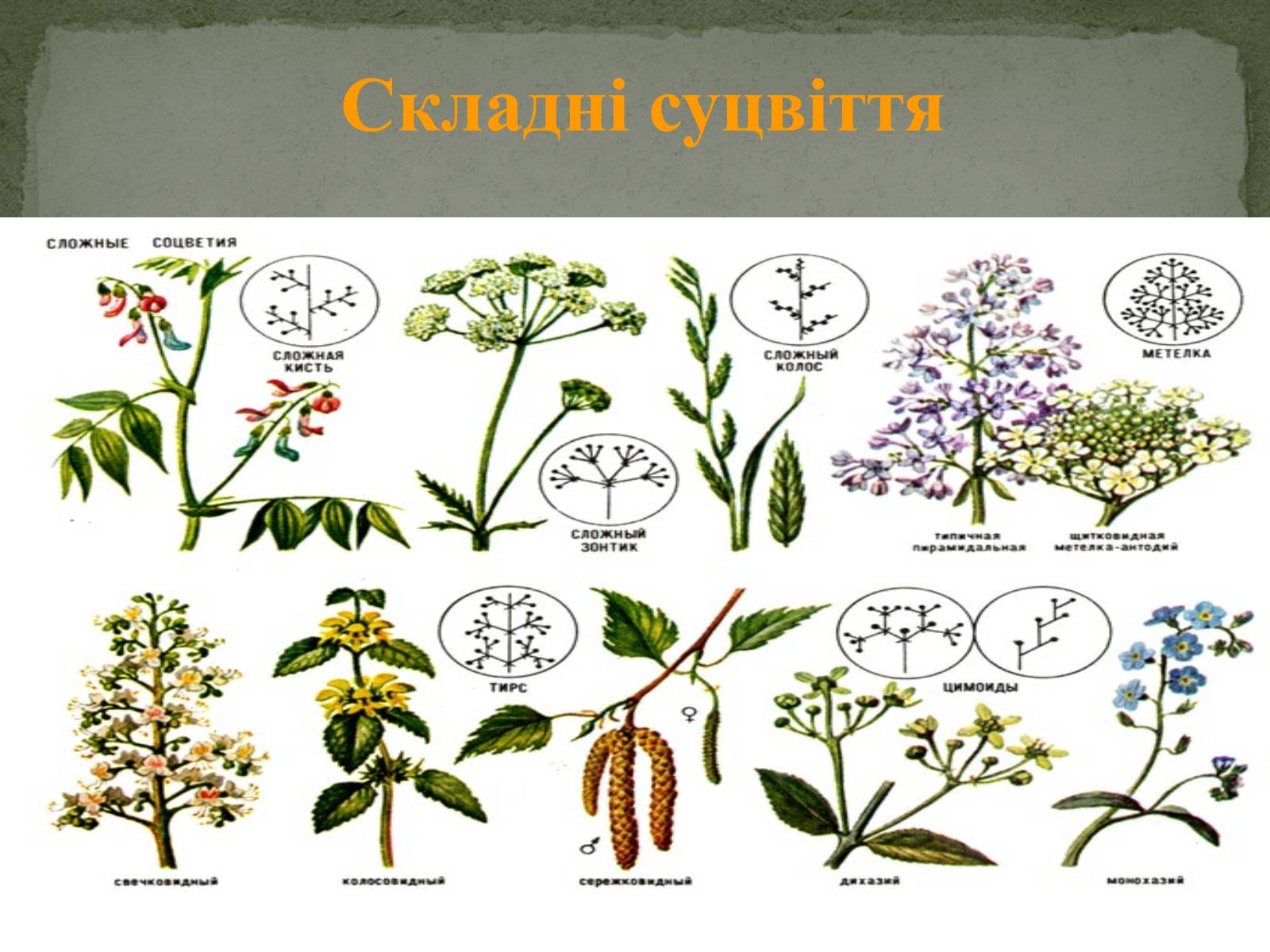 Презентація на тему «Суцвіття» (варіант 1) - Слайд #7 Презентація на тему «Суцвіття» (варіант 1) - Слайд #7