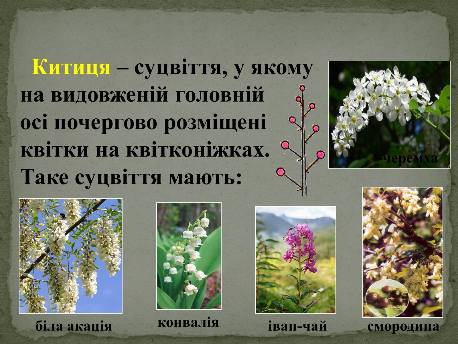 Презентація на тему «Суцвіття» (варіант 1) - Слайд #9 Презентація на тему «Суцвіття» (варіант 1) - Слайд #9