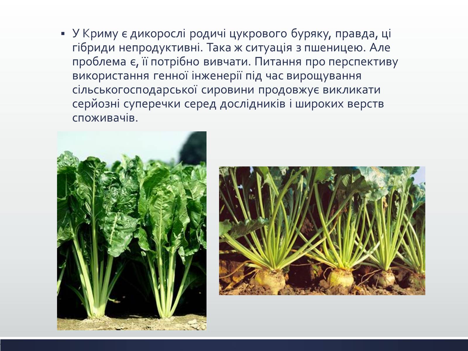 Презентація на тему «Химерні та трансгенні організми» (варіант 1) - Слайд #14 Презентація на тему «Химерні та трансгенні організми» (варіант 1) - Слайд #14