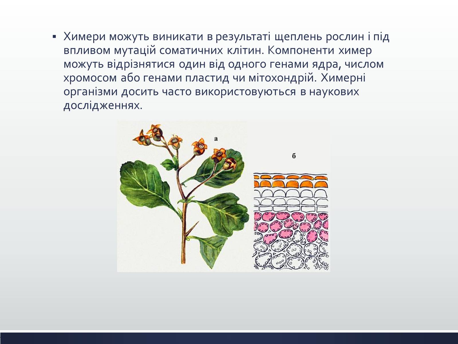 Презентація на тему «Химерні та трансгенні організми» (варіант 1) - Слайд #4 Презентація на тему «Химерні та трансгенні організми» (варіант 1) - Слайд #4