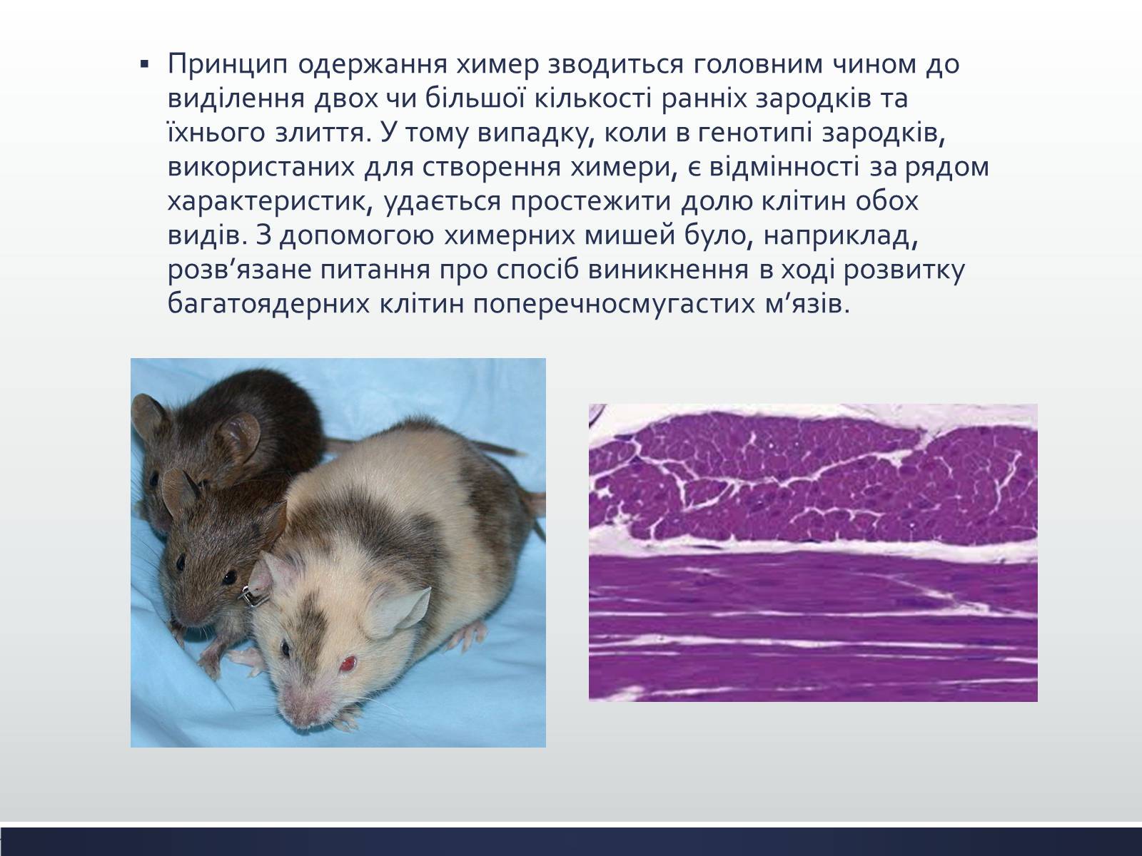 Презентація на тему «Химерні та трансгенні організми» (варіант 1) - Слайд #5 Презентація на тему «Химерні та трансгенні організми» (варіант 1) - Слайд #5