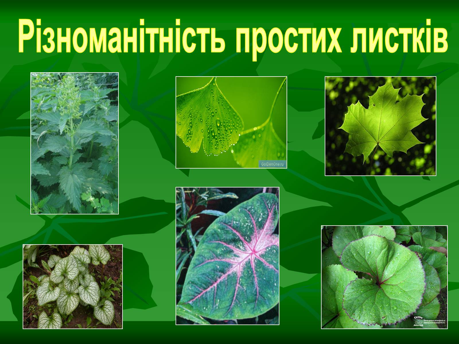 Презентація на тему «Листок» - Слайд #13 Презентація на тему «Листок» - Слайд #13