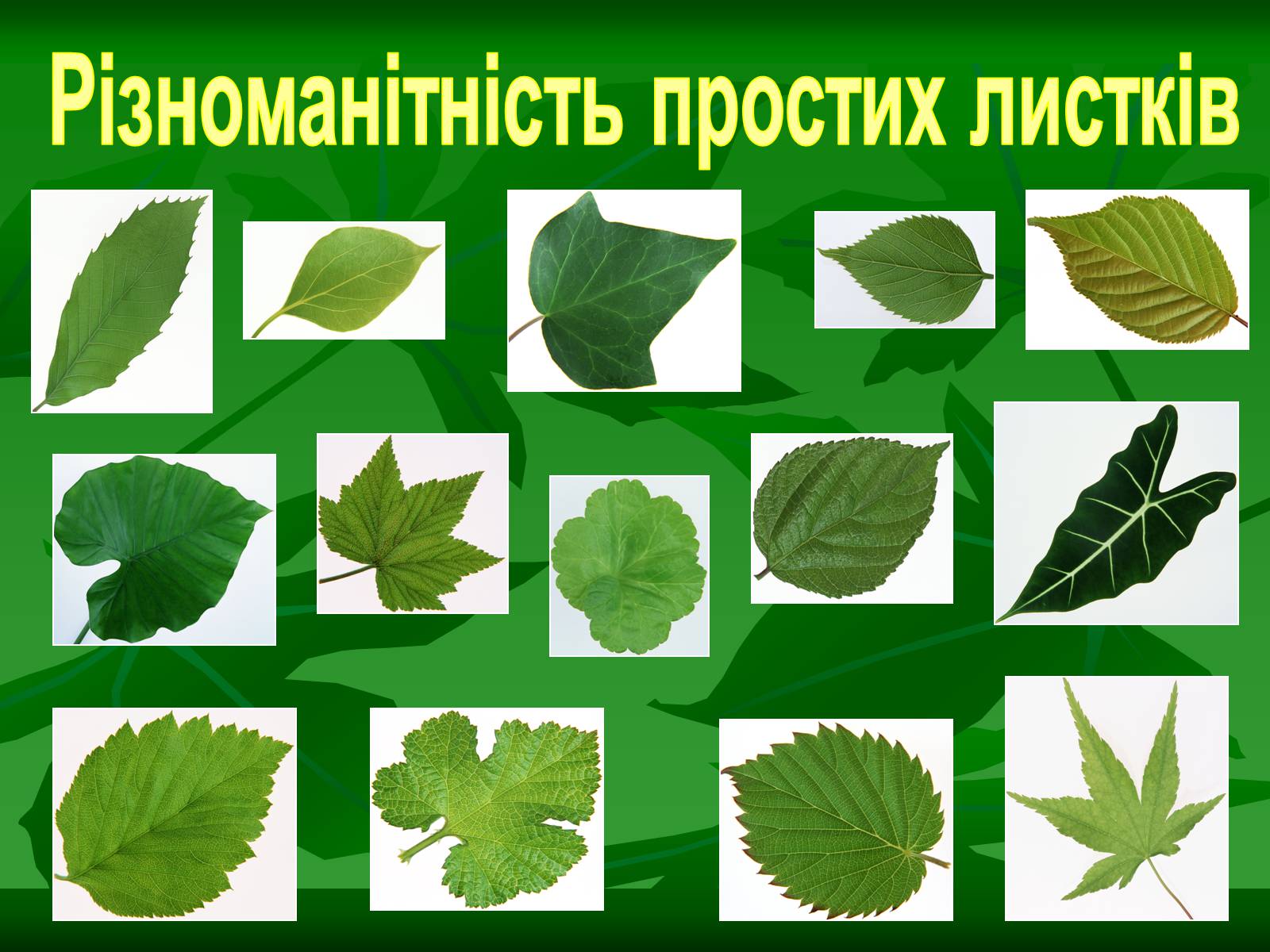 Презентація на тему «Листок» - Слайд #14 Презентація на тему «Листок» - Слайд #14