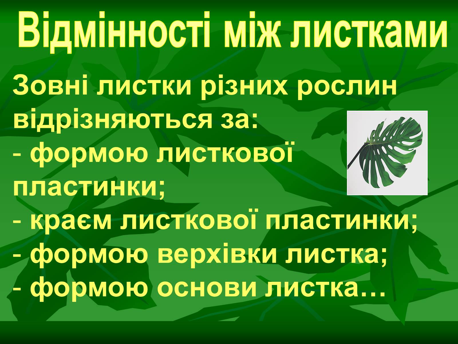 Презентація на тему «Листок» - Слайд #19 Презентація на тему «Листок» - Слайд #19