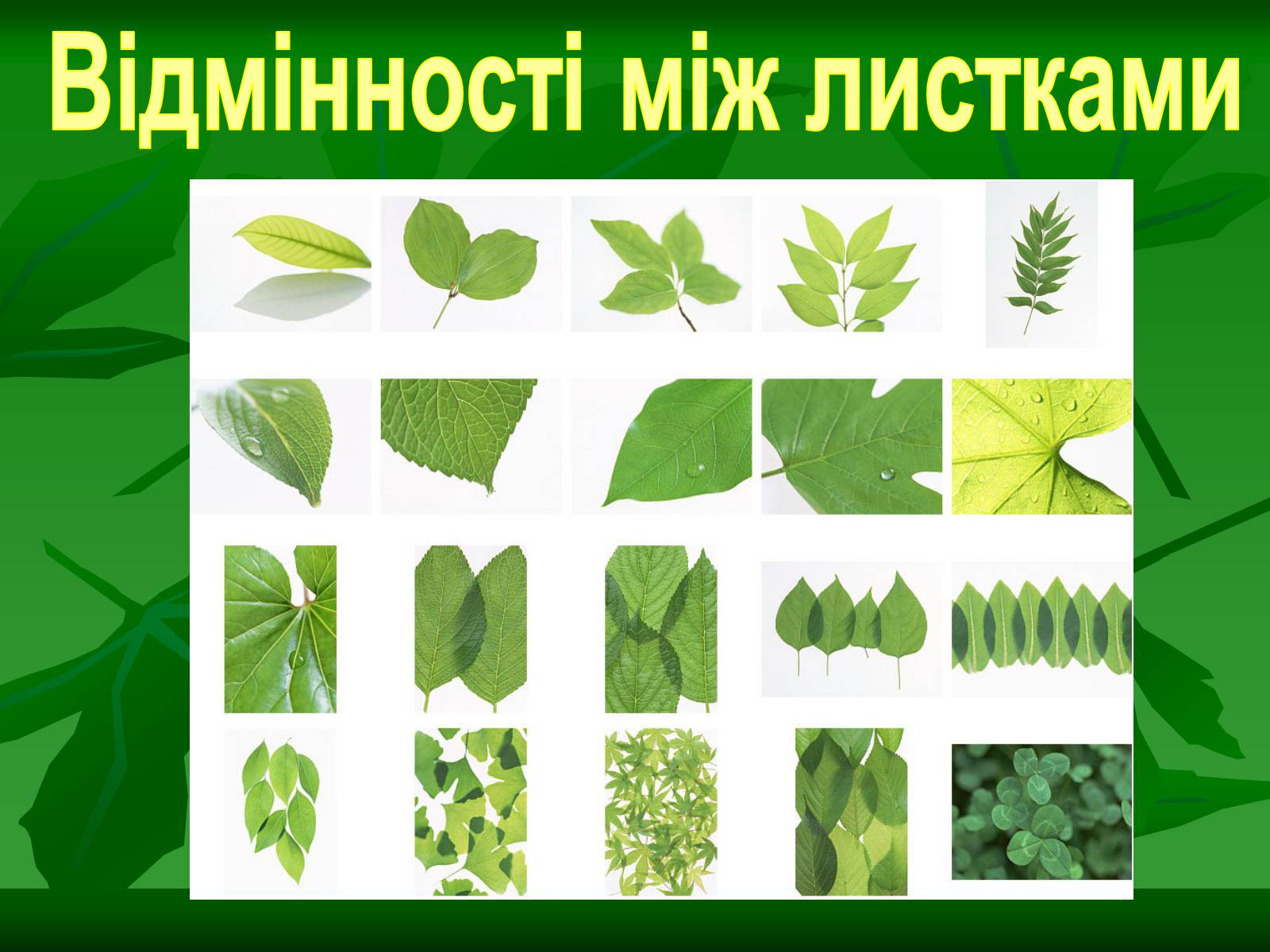 Презентація на тему «Листок» - Слайд #20 Презентація на тему «Листок» - Слайд #20