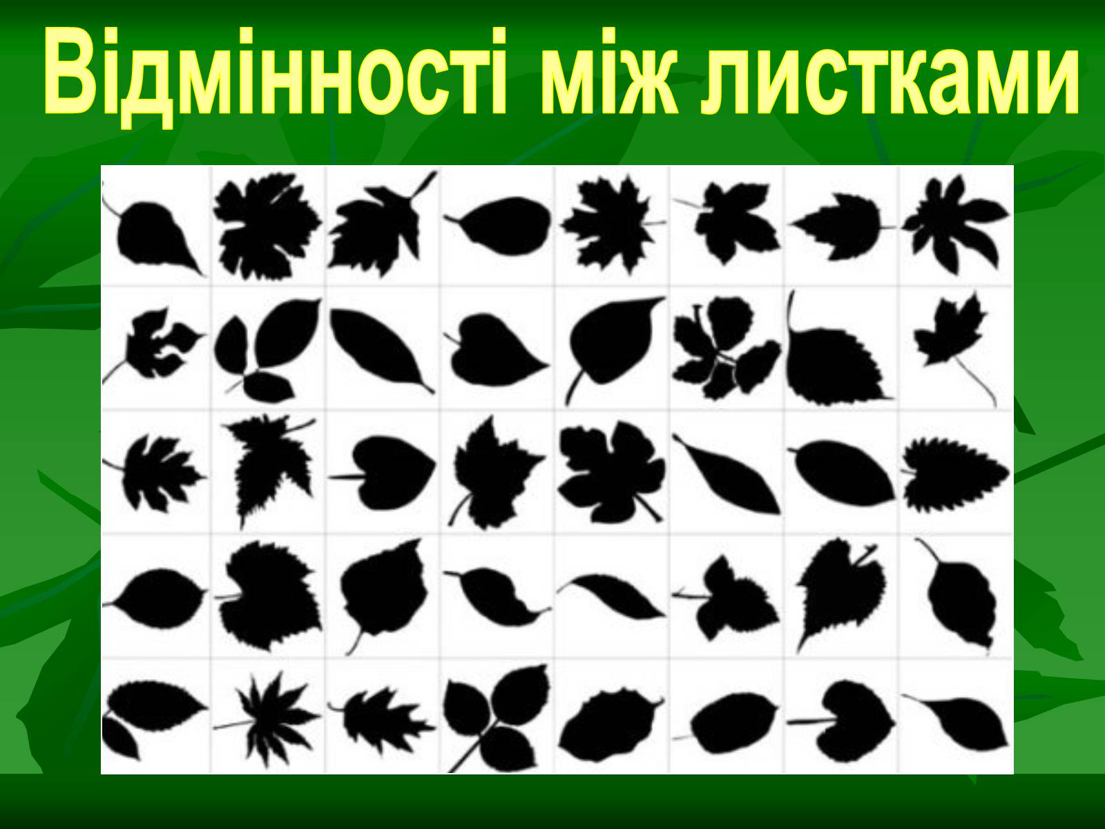 Презентація на тему «Листок» - Слайд #21 Презентація на тему «Листок» - Слайд #21