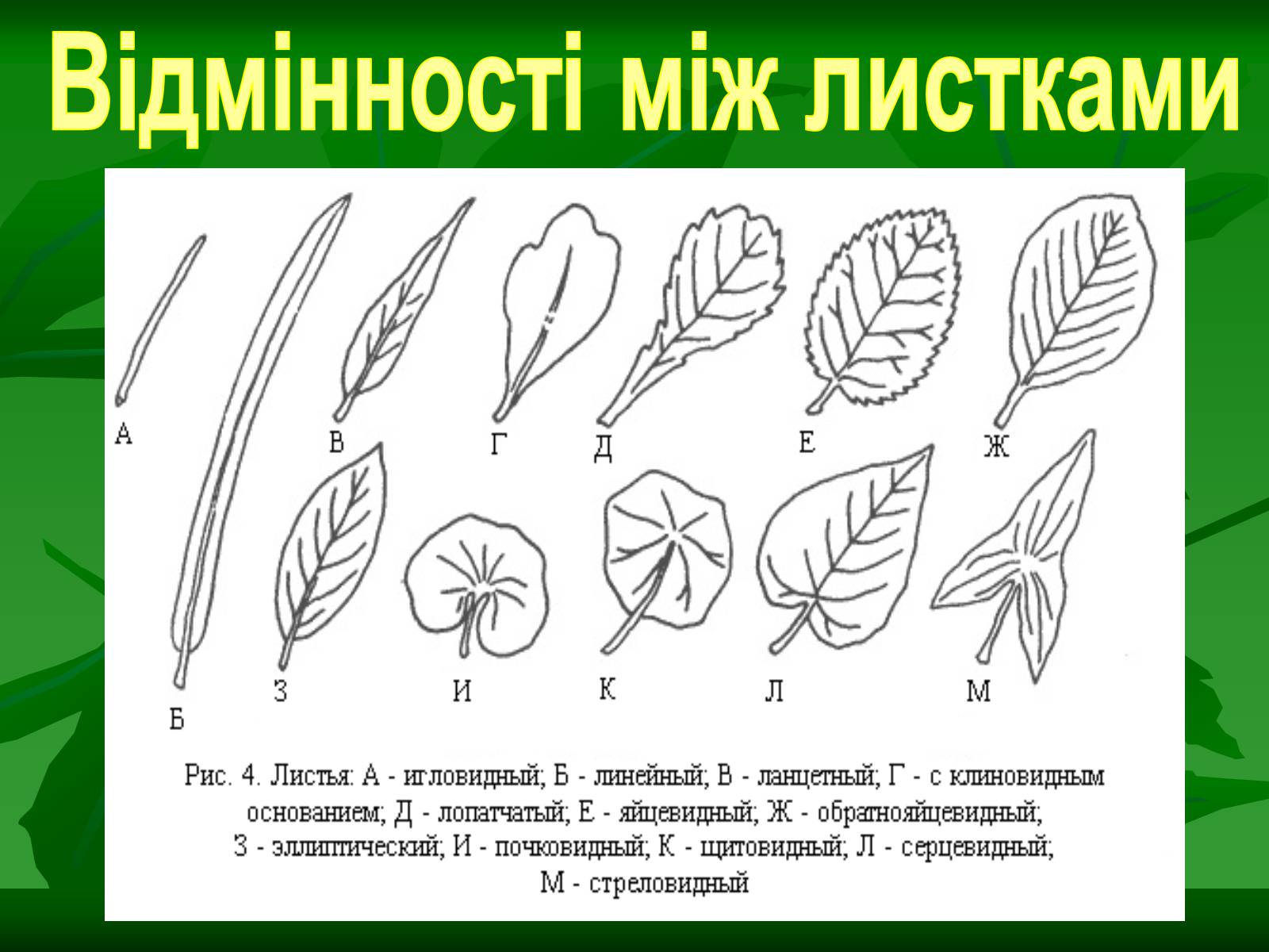 Презентація на тему «Листок» - Слайд #24 Презентація на тему «Листок» - Слайд #24