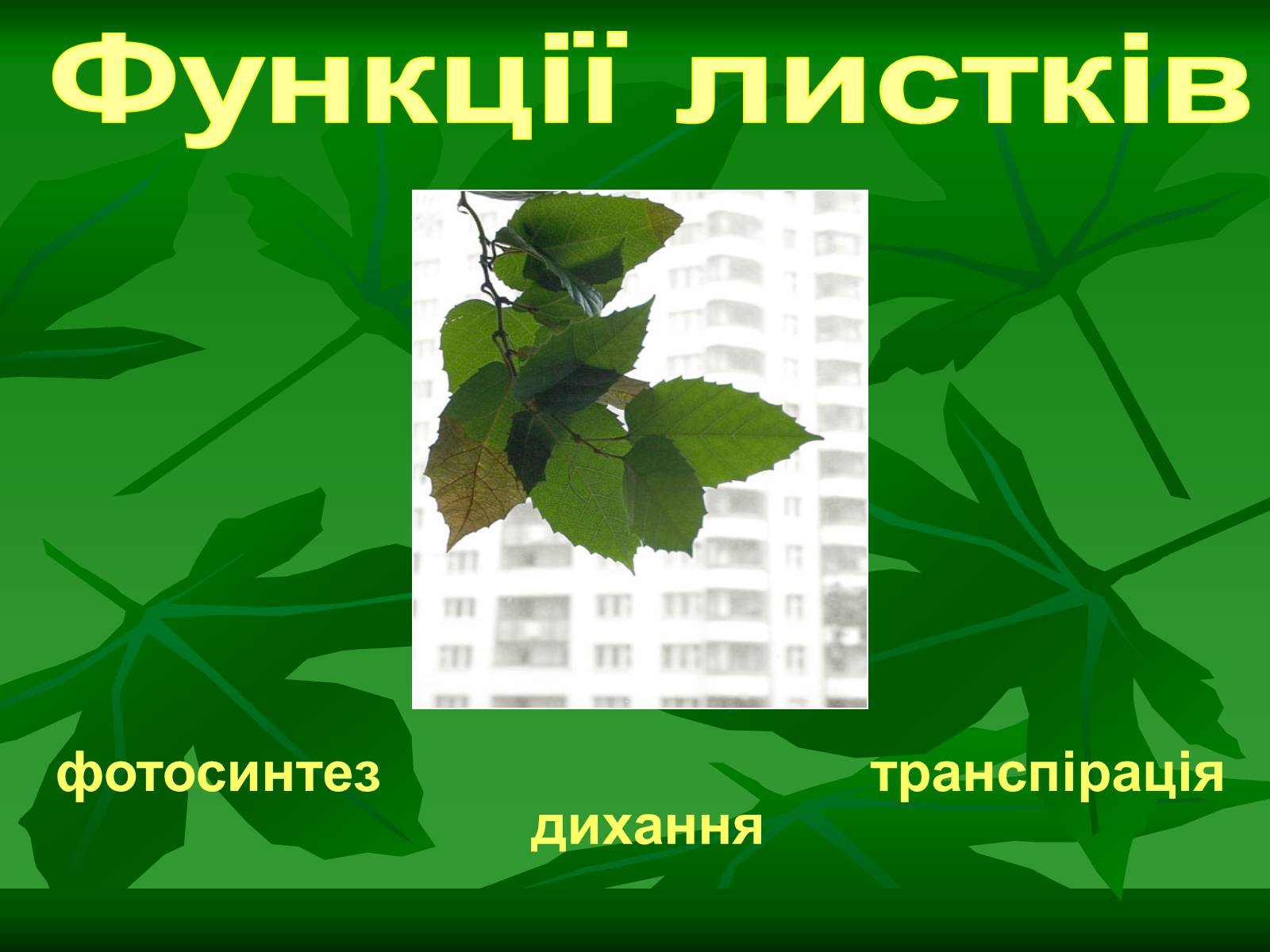 Презентація на тему «Листок» - Слайд #33 Презентація на тему «Листок» - Слайд #33