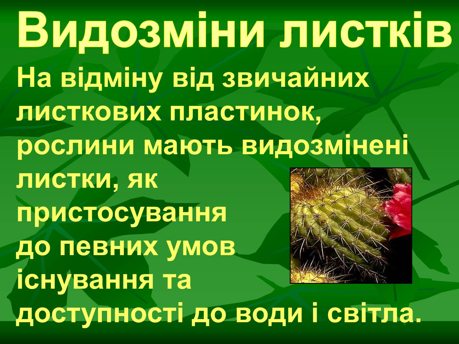Презентація на тему «Листок» - Слайд #34 Презентація на тему «Листок» - Слайд #34