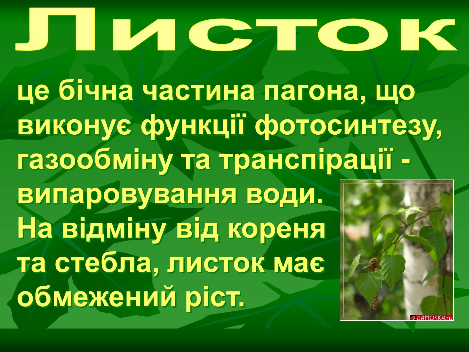 Презентація на тему «Листок» - Слайд #5 Презентація на тему «Листок» - Слайд #5