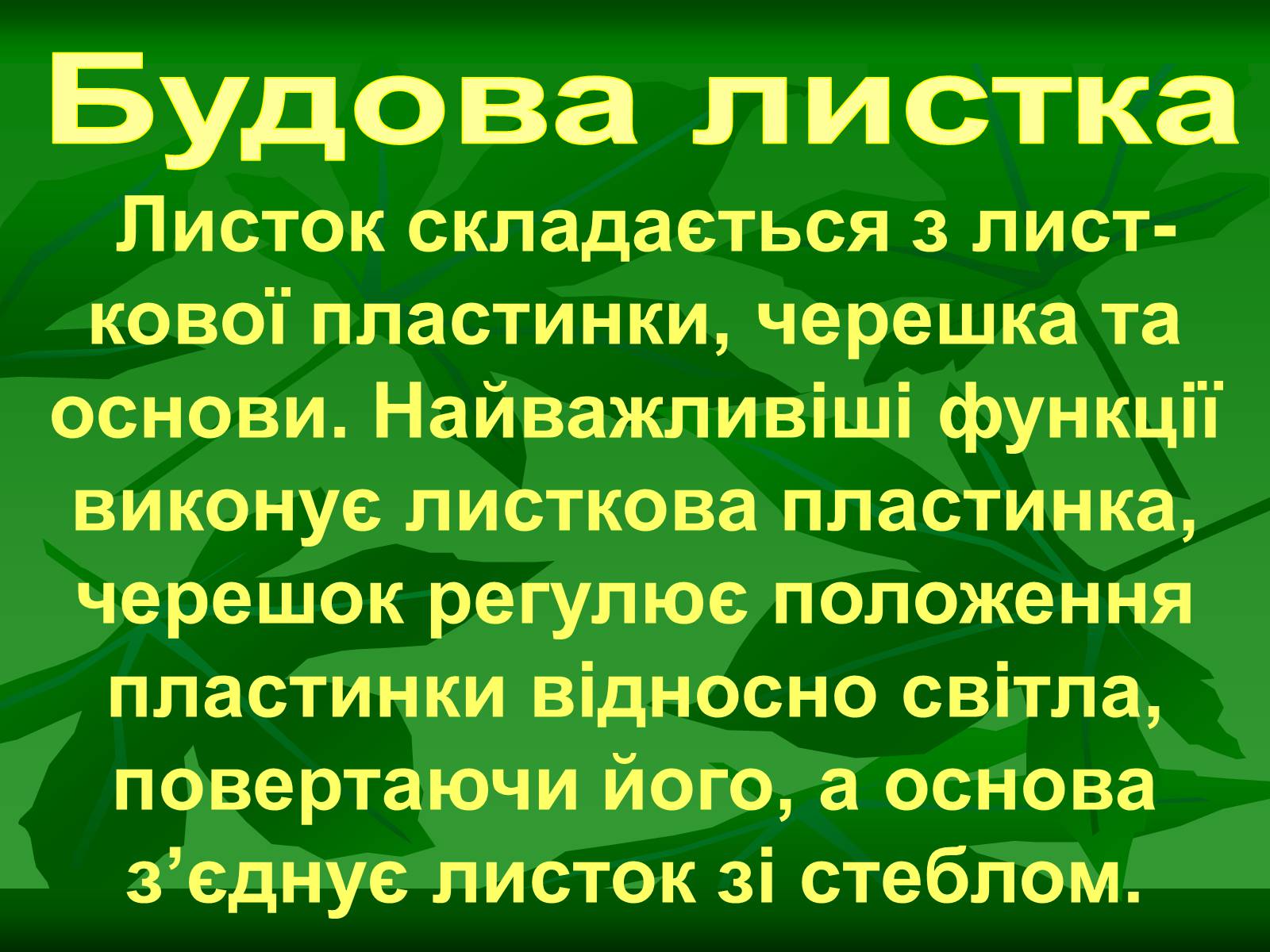 Презентація на тему «Листок» - Слайд #7 Презентація на тему «Листок» - Слайд #7