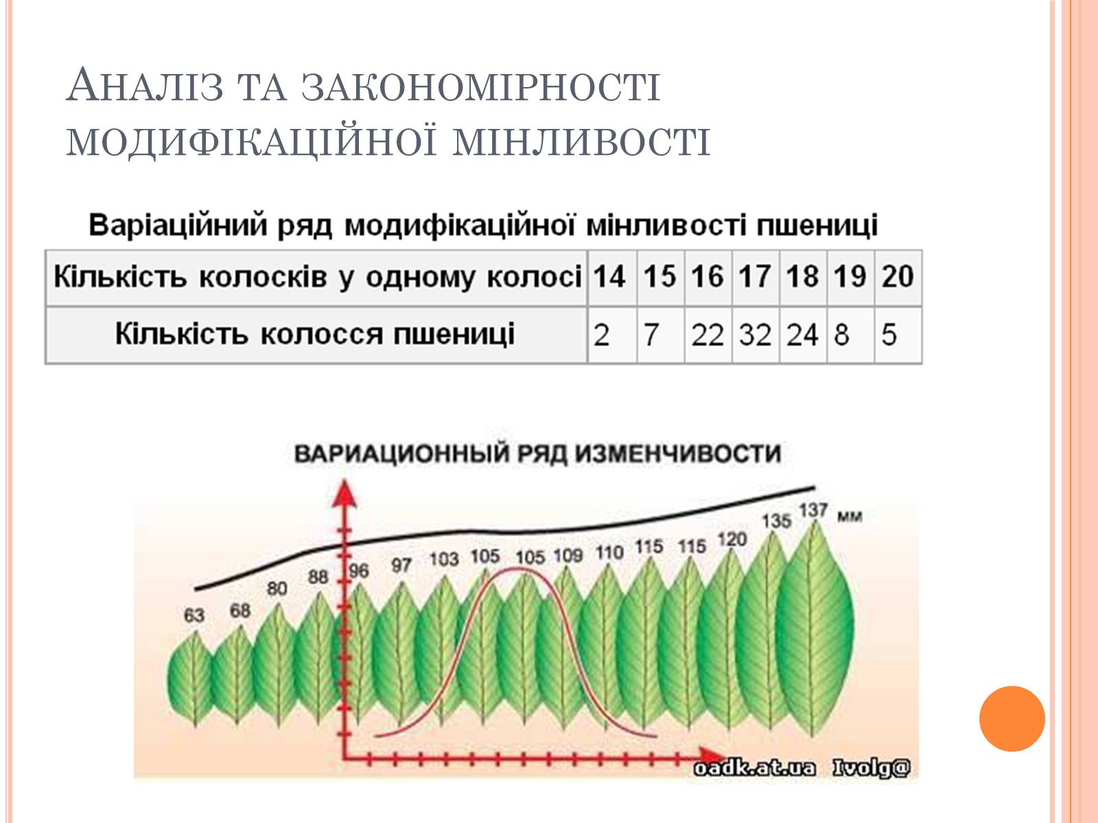 Презентація на тему «Модефікаційна мінливість» - Слайд #10 Презентація на тему «Модефікаційна мінливість» - Слайд #10