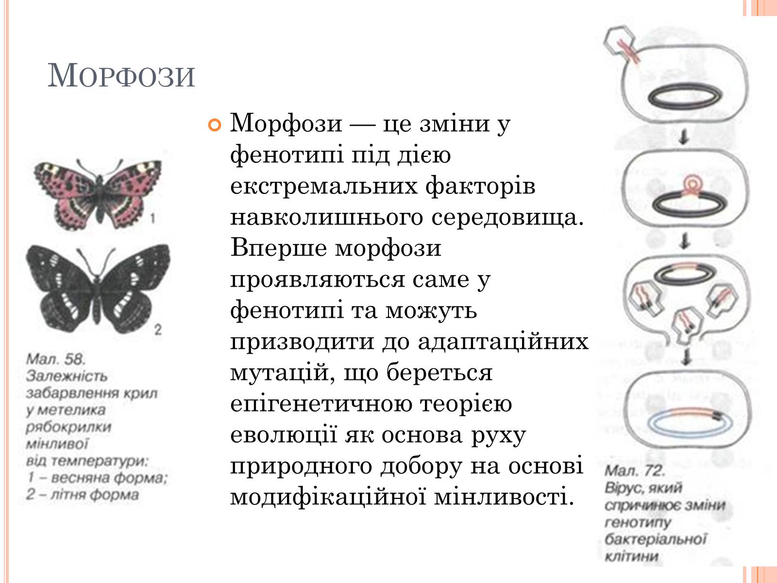Презентація на тему «Модефікаційна мінливість» - Слайд #13 Презентація на тему «Модефікаційна мінливість» - Слайд #13