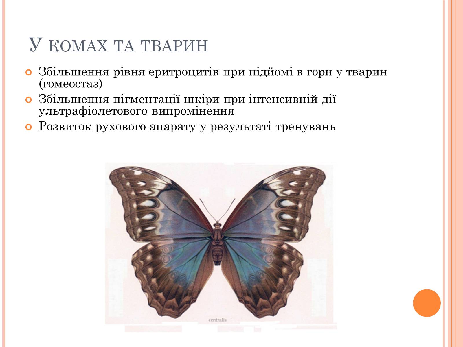 Презентація на тему «Модефікаційна мінливість» - Слайд #20 Презентація на тему «Модефікаційна мінливість» - Слайд #20