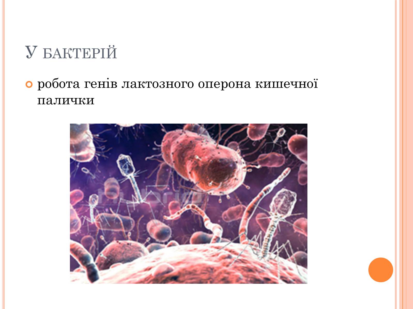 Презентація на тему «Модефікаційна мінливість» - Слайд #23 Презентація на тему «Модефікаційна мінливість» - Слайд #23