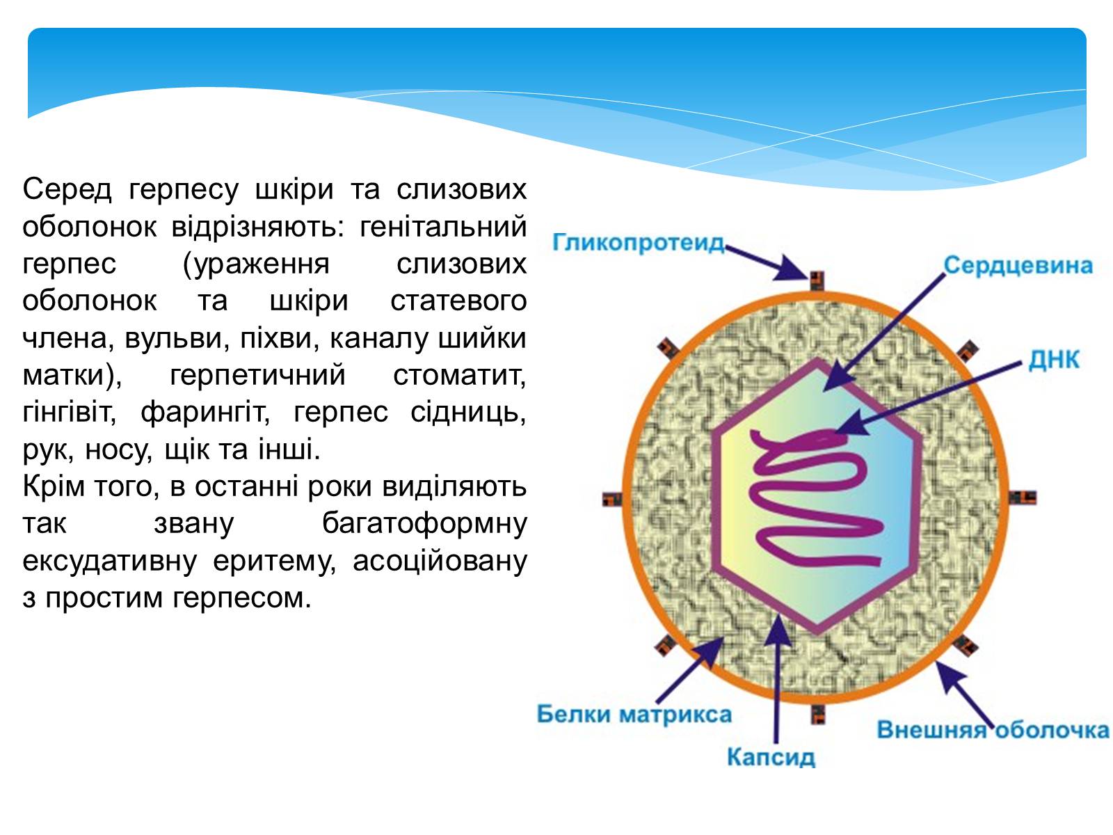 Презентація на тему «Інфекційні захворювання» (варіант 5) - Слайд #12 Презентація на тему «Інфекційні захворювання» (варіант 5) - Слайд #12
