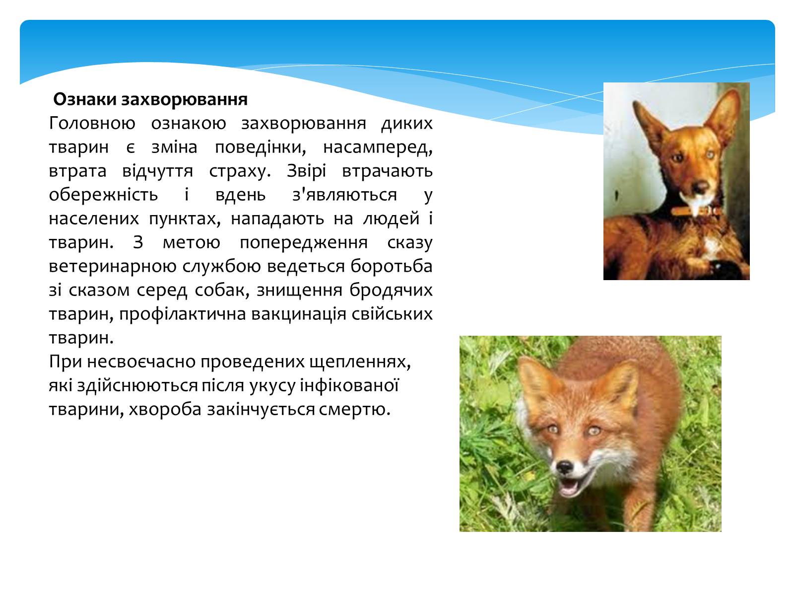 Презентація на тему «Інфекційні захворювання» (варіант 5) - Слайд #4 Презентація на тему «Інфекційні захворювання» (варіант 5) - Слайд #4