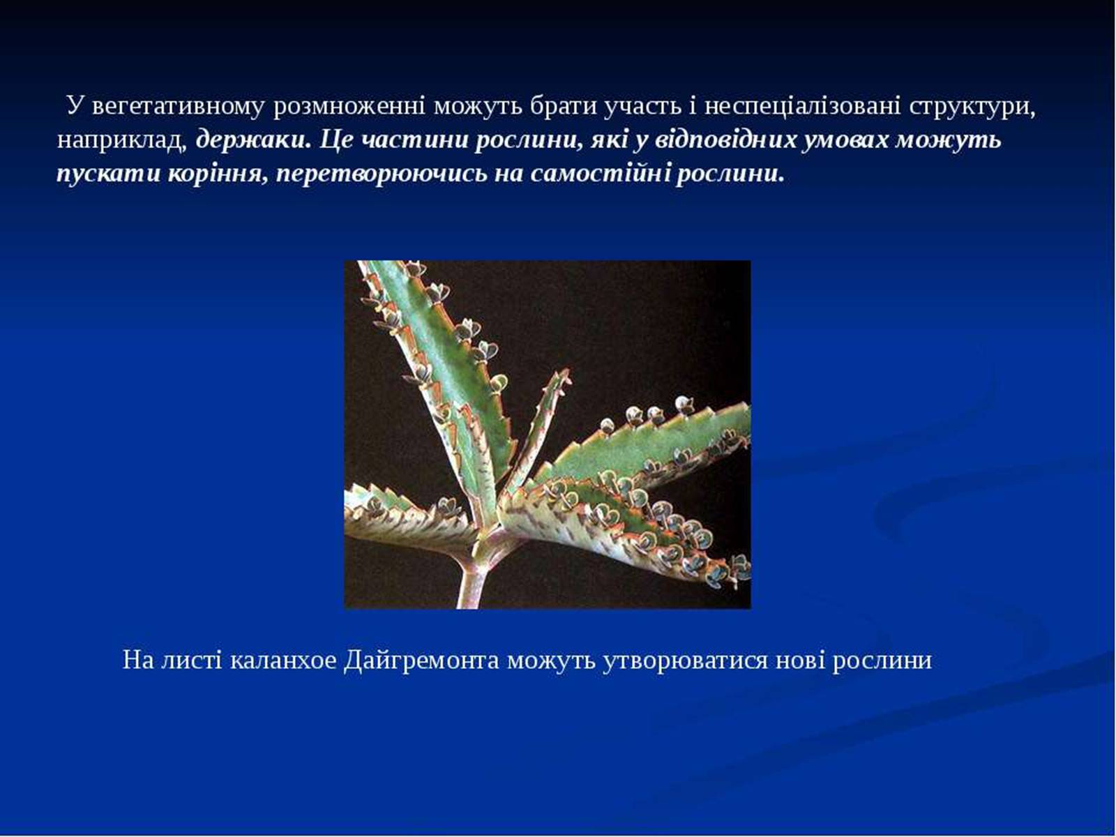 Презентація на тему «Розмноження рослин» - Слайд #13 Презентація на тему «Розмноження рослин» - Слайд #13