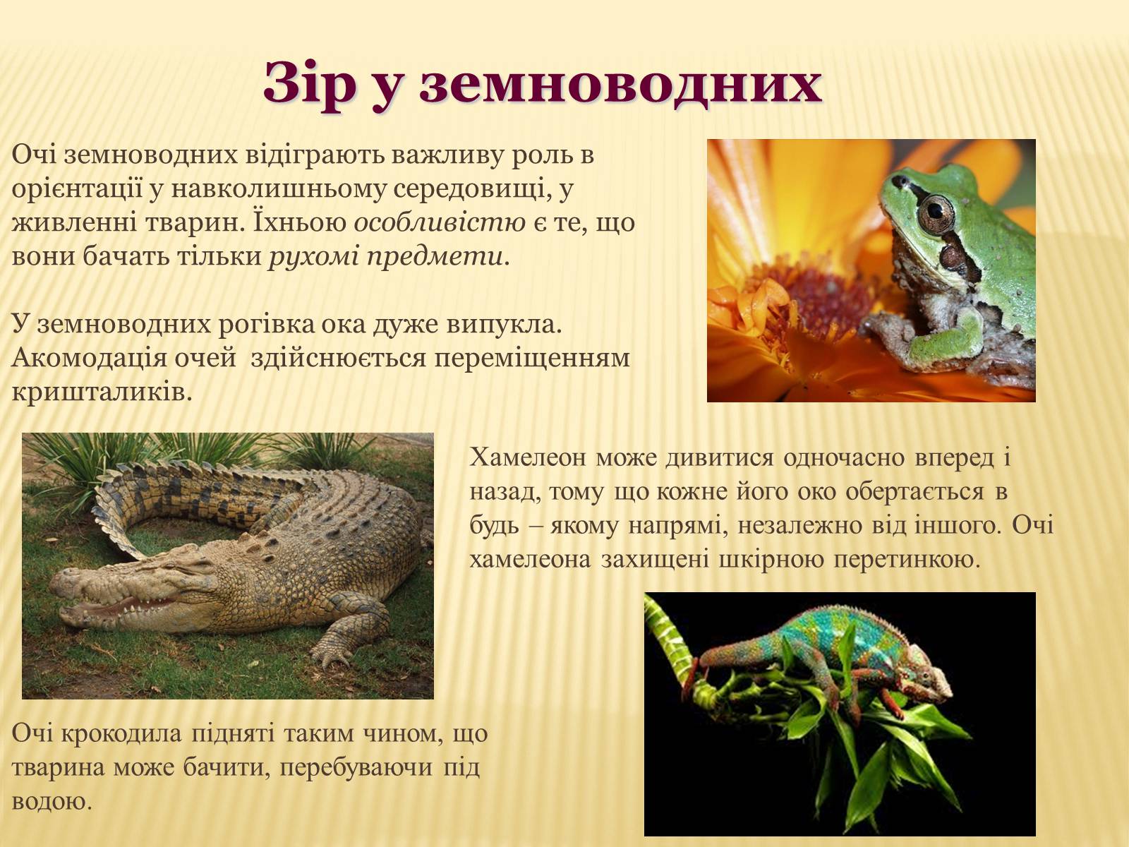 Презентація на тему «Сприйняття світу тваринами» - Слайд #10 Презентація на тему «Сприйняття світу тваринами» - Слайд #10