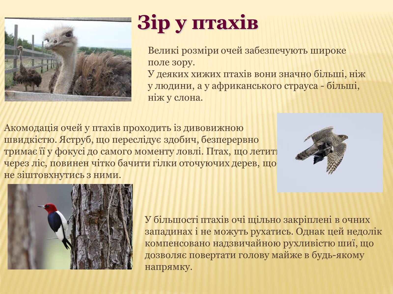 Презентація на тему «Сприйняття світу тваринами» - Слайд #11 Презентація на тему «Сприйняття світу тваринами» - Слайд #11