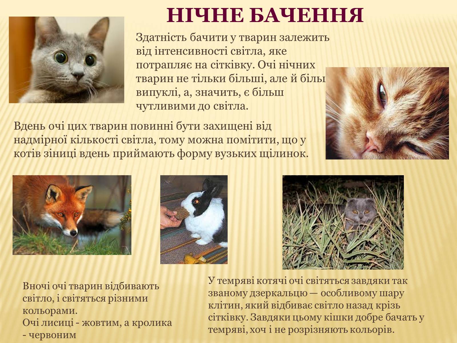 Презентація на тему «Сприйняття світу тваринами» - Слайд #17 Презентація на тему «Сприйняття світу тваринами» - Слайд #17