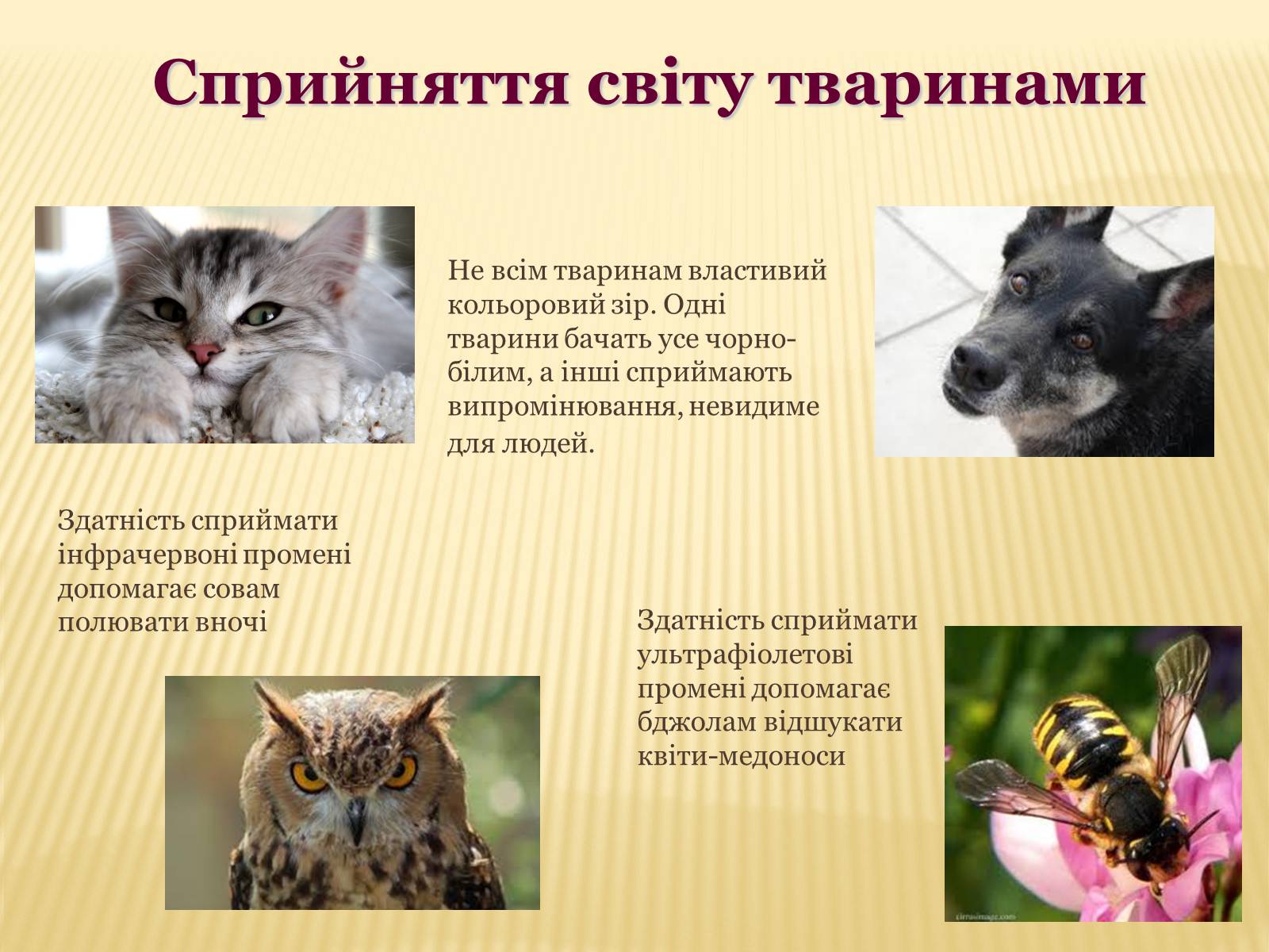 Презентація на тему «Сприйняття світу тваринами» - Слайд #3 Презентація на тему «Сприйняття світу тваринами» - Слайд #3