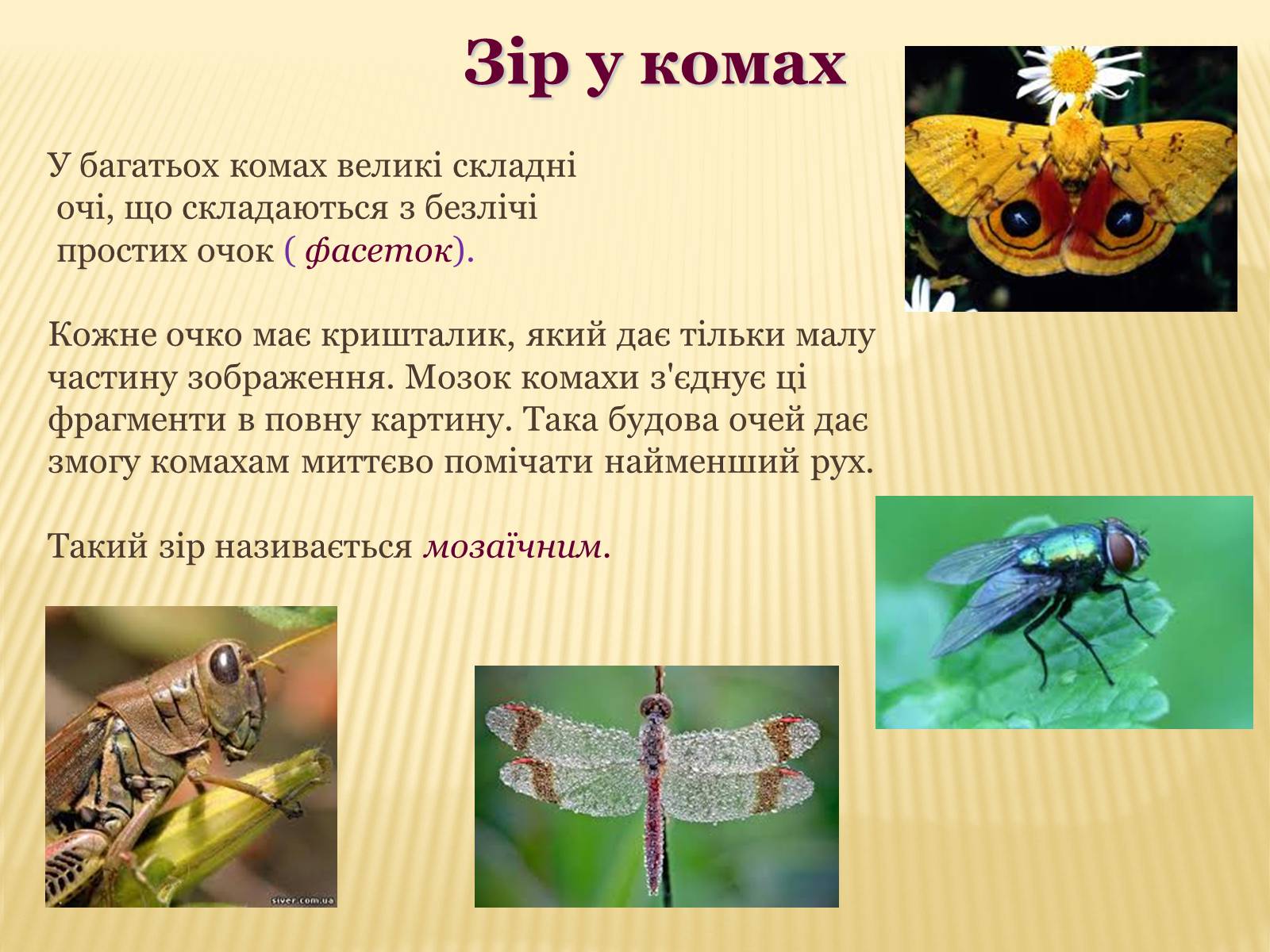 Презентація на тему «Сприйняття світу тваринами» - Слайд #4 Презентація на тему «Сприйняття світу тваринами» - Слайд #4