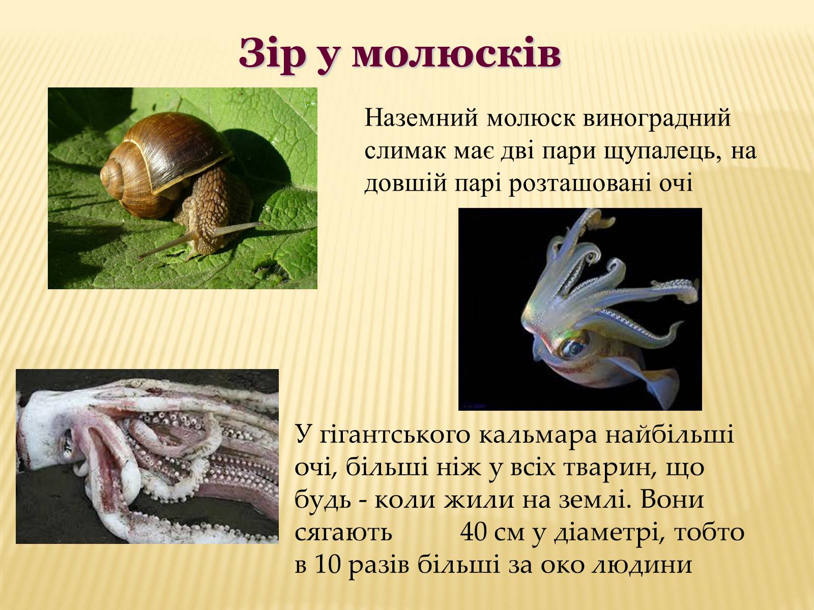 Презентація на тему «Сприйняття світу тваринами» - Слайд #7 Презентація на тему «Сприйняття світу тваринами» - Слайд #7