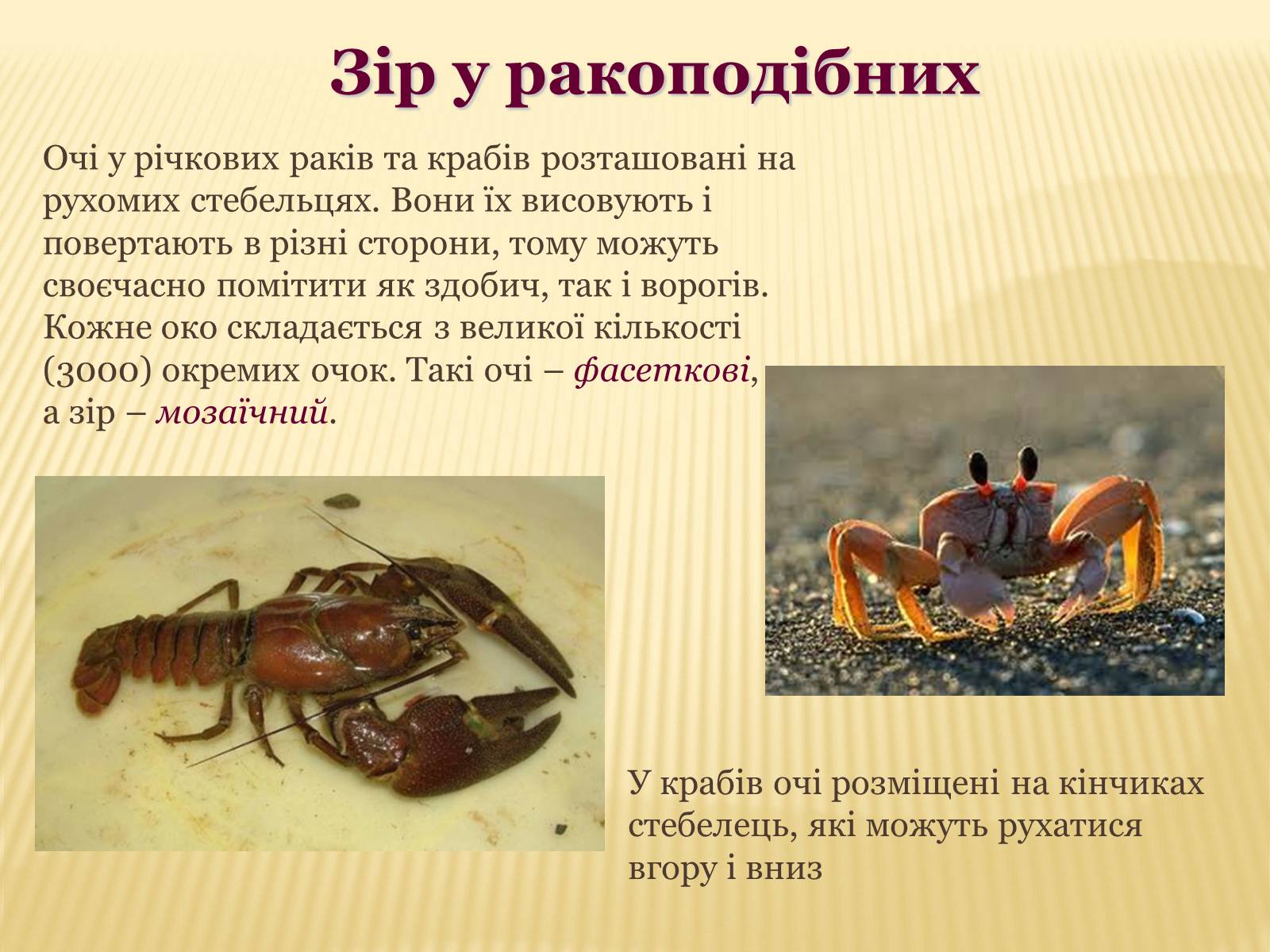 Презентація на тему «Сприйняття світу тваринами» - Слайд #8 Презентація на тему «Сприйняття світу тваринами» - Слайд #8