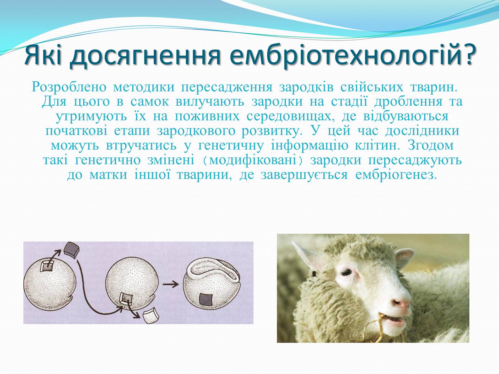 Презентація на тему «Ембріотехнології і клонування» (варіант 2) - Слайд #11 Презентація на тему «Ембріотехнології і клонування» (варіант 2) - Слайд #11