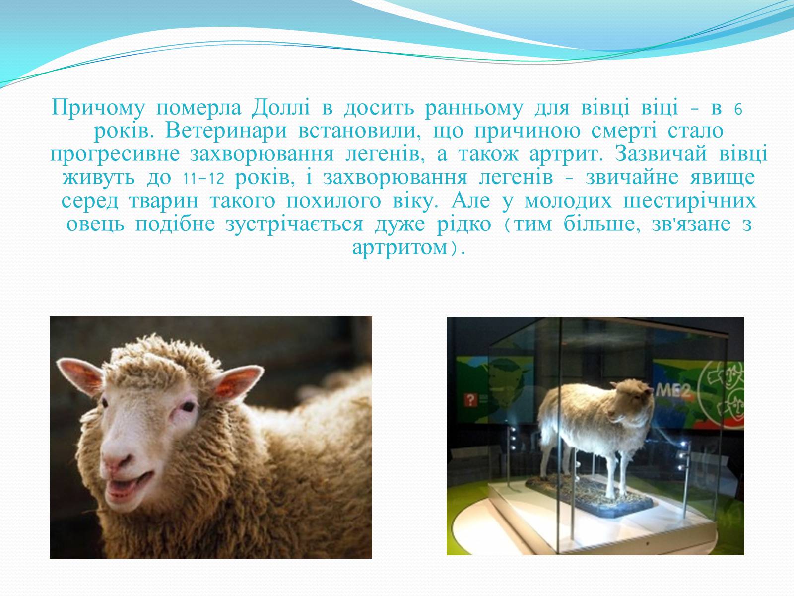 Презентація на тему «Ембріотехнології і клонування» (варіант 2) - Слайд #14 Презентація на тему «Ембріотехнології і клонування» (варіант 2) - Слайд #14