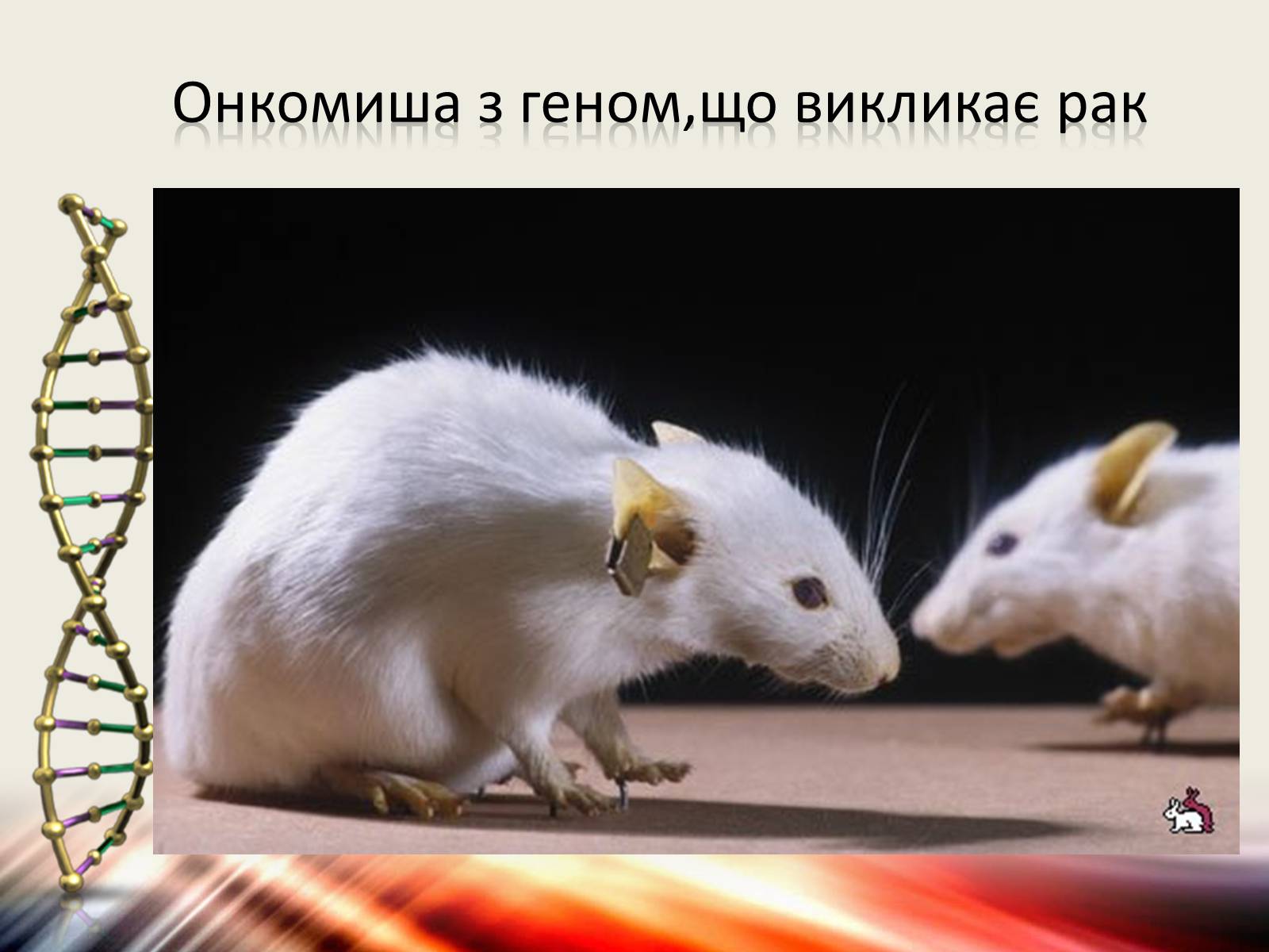 Презентація на тему «Трансгенні організми» (варіант 6) - Слайд #11 Презентація на тему «Трансгенні організми» (варіант 6) - Слайд #11