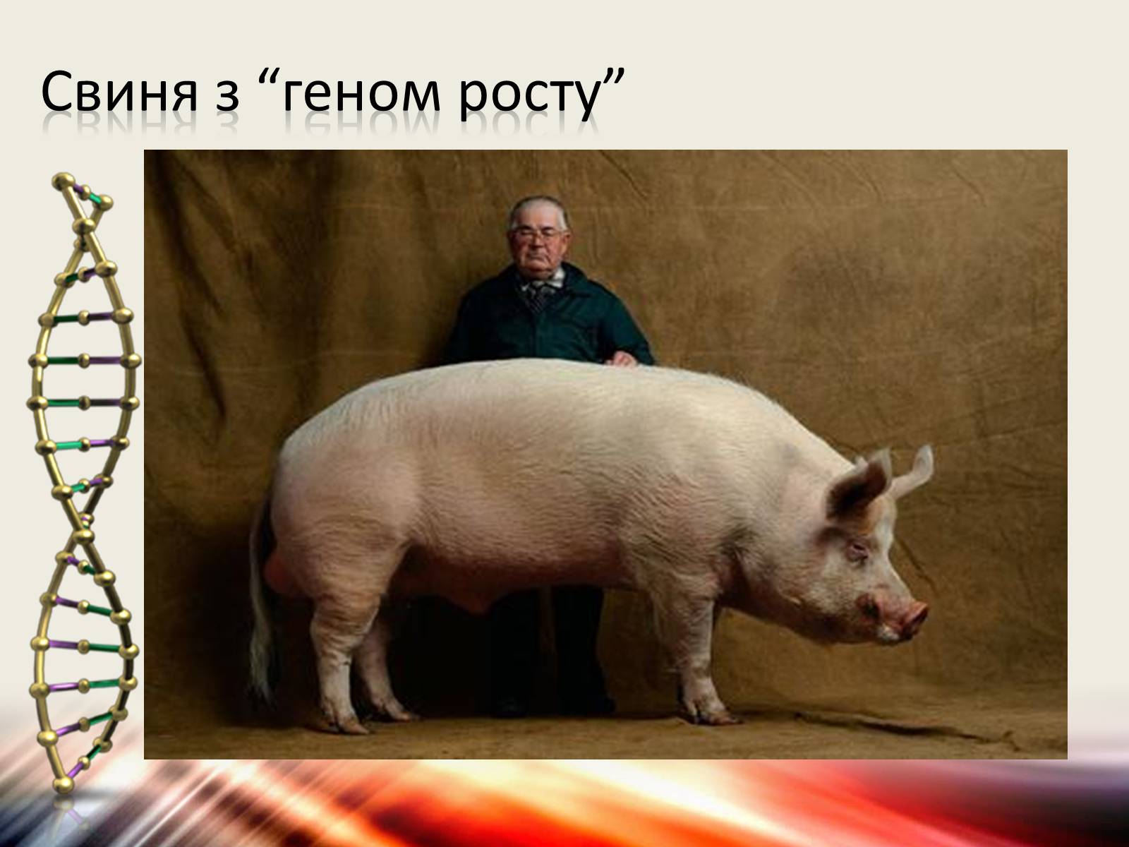Презентація на тему «Трансгенні організми» (варіант 6) - Слайд #12 Презентація на тему «Трансгенні організми» (варіант 6) - Слайд #12