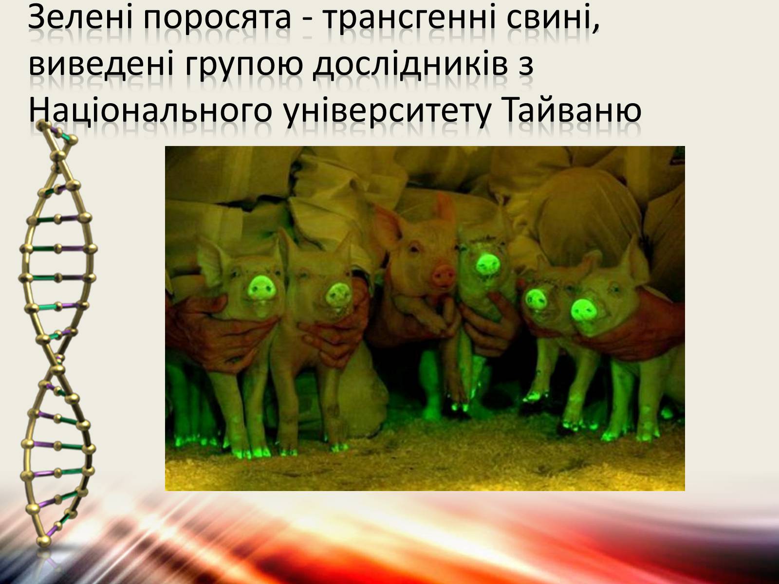 Презентація на тему «Трансгенні організми» (варіант 6) - Слайд #13 Презентація на тему «Трансгенні організми» (варіант 6) - Слайд #13