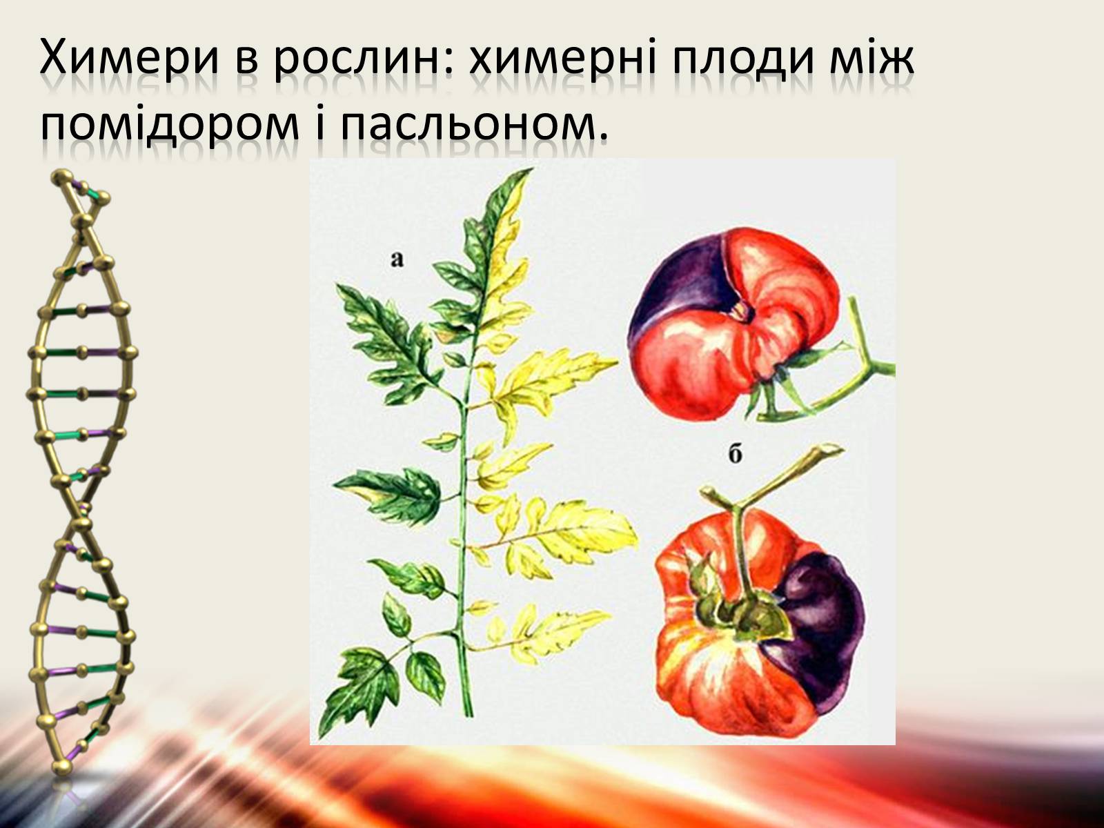 Презентація на тему «Трансгенні організми» (варіант 6) - Слайд #4 Презентація на тему «Трансгенні організми» (варіант 6) - Слайд #4