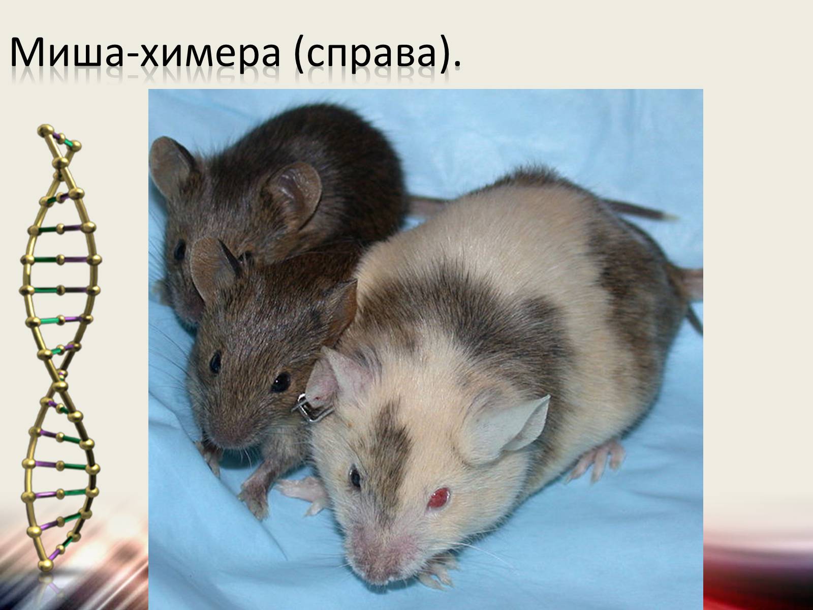 Презентація на тему «Трансгенні організми» (варіант 6) - Слайд #6 Презентація на тему «Трансгенні організми» (варіант 6) - Слайд #6