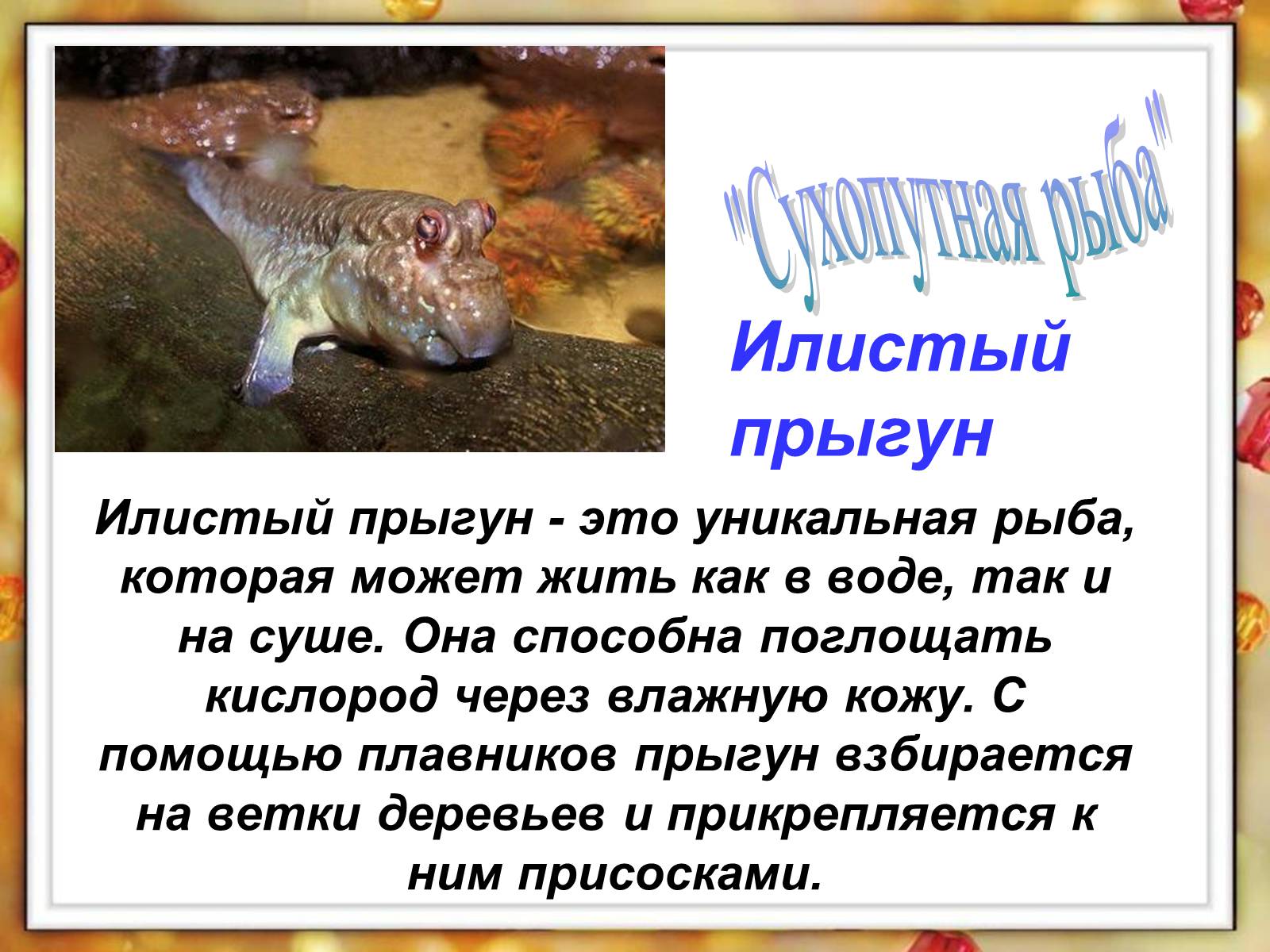 Презентація на тему «Рыбы» - Слайд #4 Презентація на тему «Рыбы» - Слайд #4