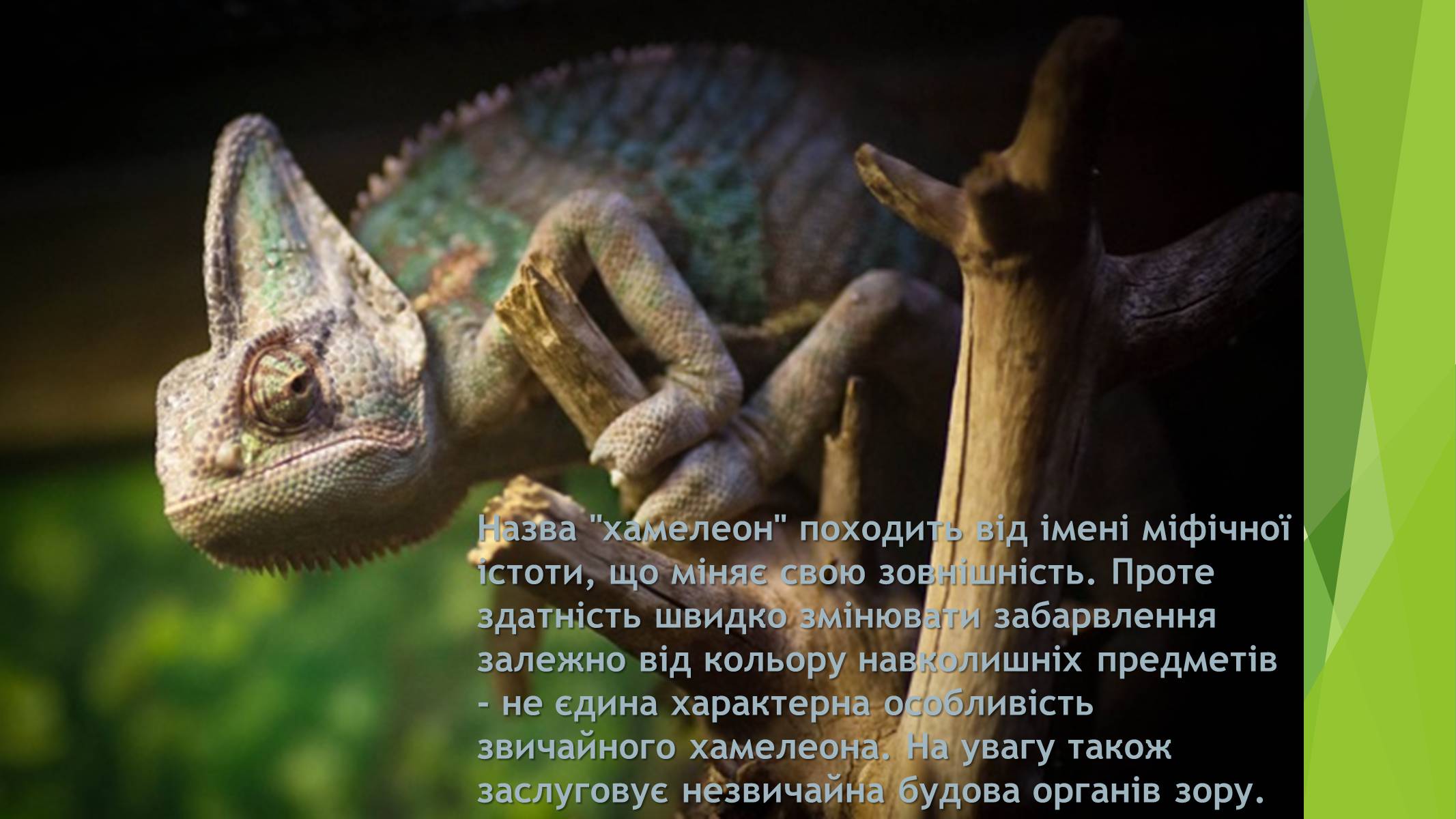 Презентація на тему «Хамелеон» - Слайд #6 Презентація на тему «Хамелеон» - Слайд #6