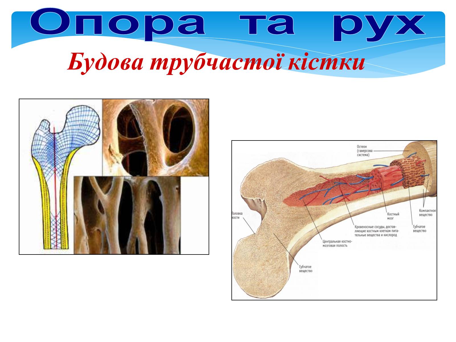 Презентація на тему «Опора і рух» - Слайд #10 Презентація на тему «Опора і рух» - Слайд #10