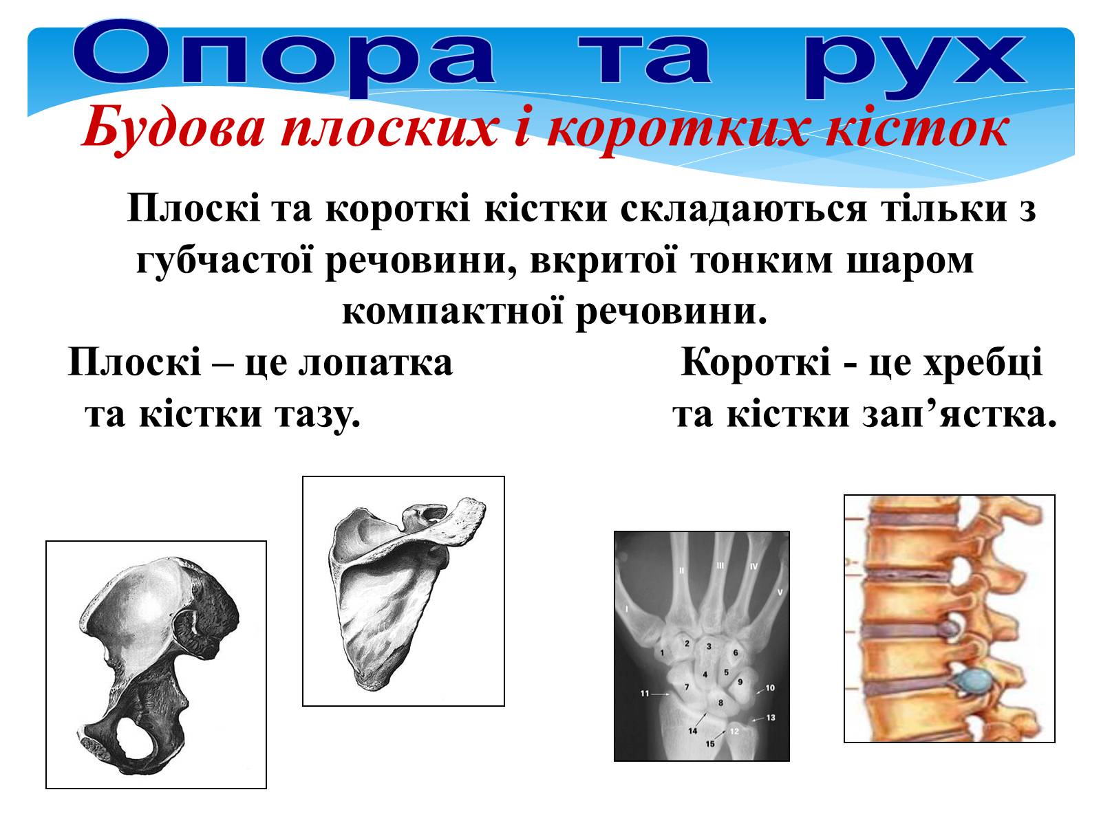 Презентація на тему «Опора і рух» - Слайд #11 Презентація на тему «Опора і рух» - Слайд #11