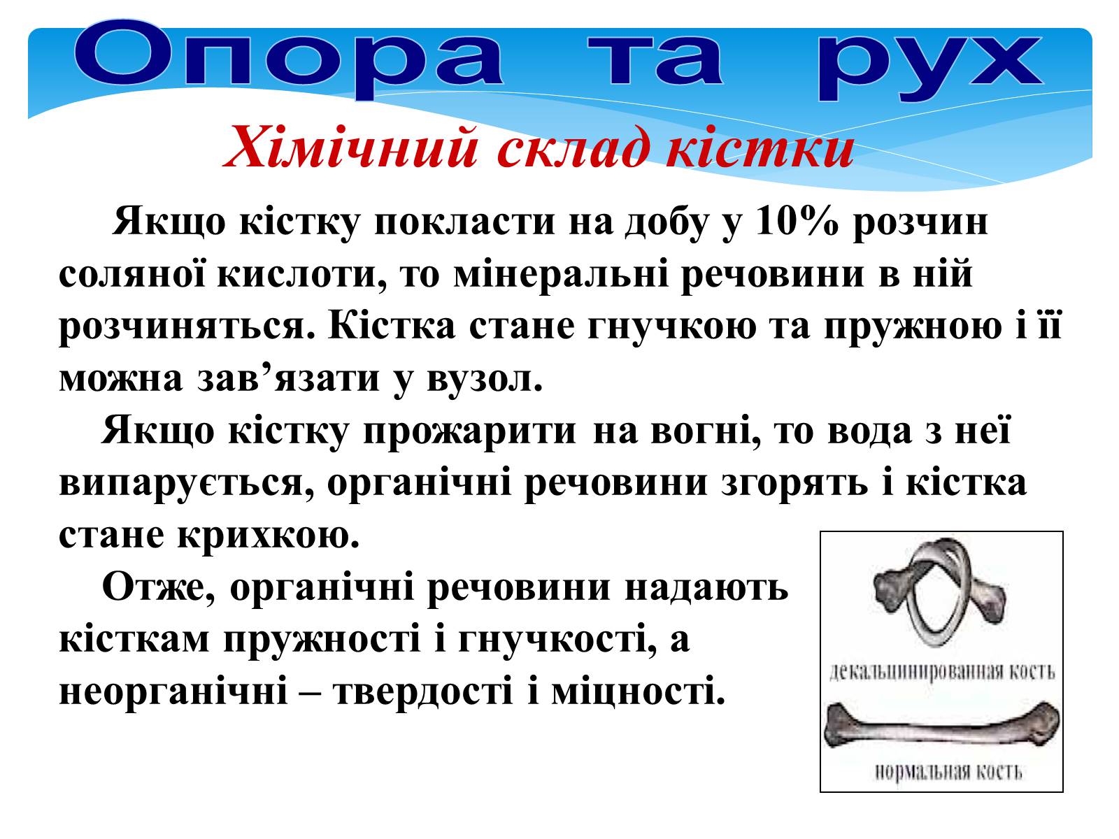 Презентація на тему «Опора і рух» - Слайд #16 Презентація на тему «Опора і рух» - Слайд #16