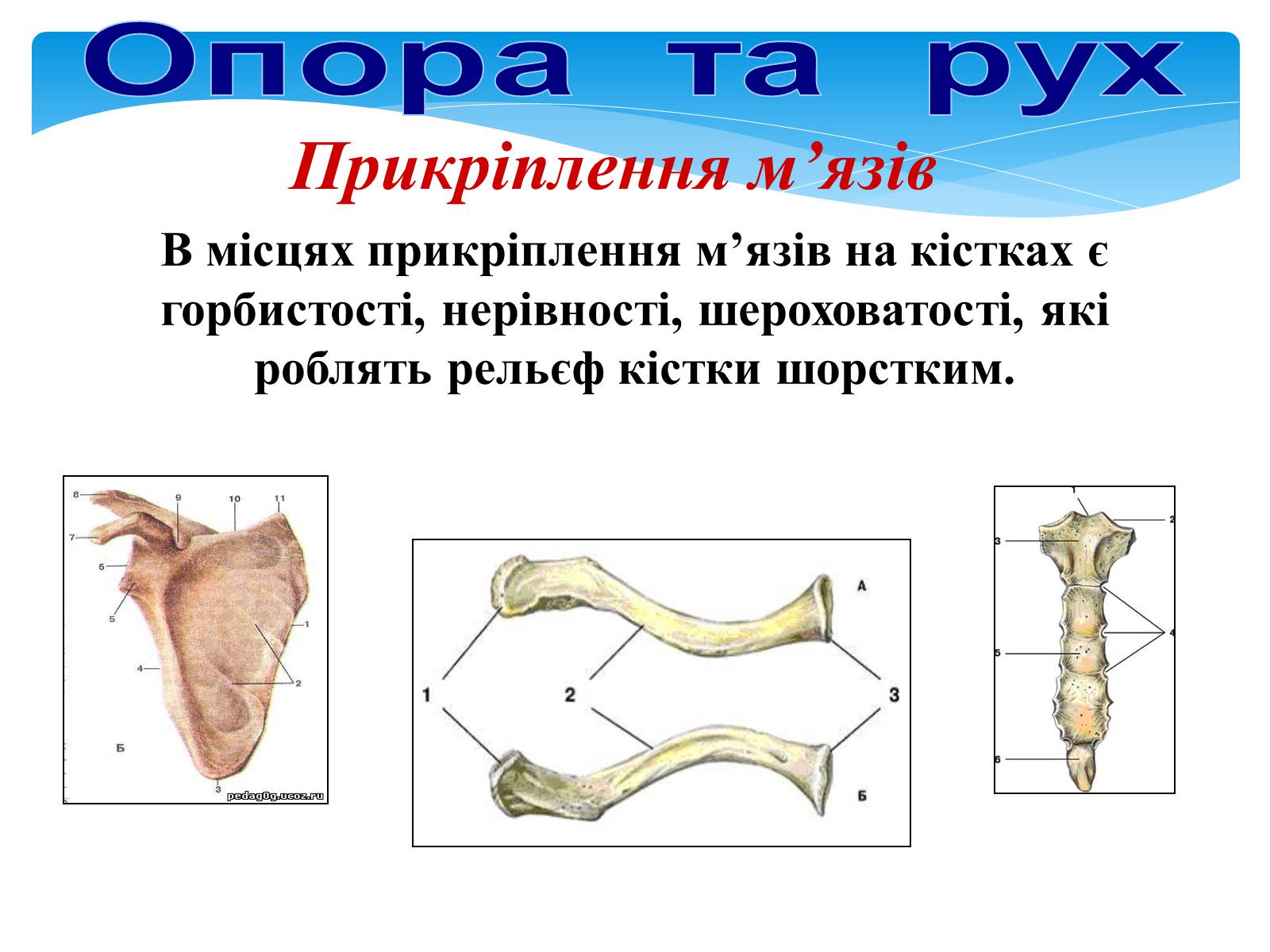 Презентація на тему «Опора і рух» - Слайд #17 Презентація на тему «Опора і рух» - Слайд #17