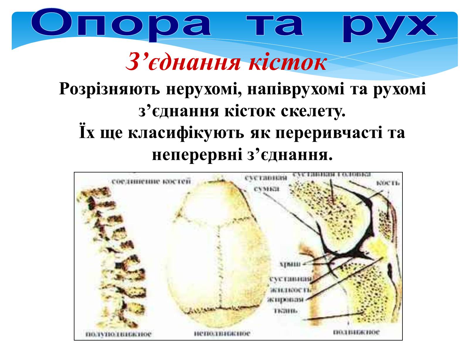 Презентація на тему «Опора і рух» - Слайд #18 Презентація на тему «Опора і рух» - Слайд #18