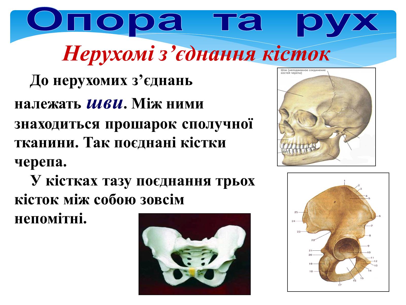 Презентація на тему «Опора і рух» - Слайд #19 Презентація на тему «Опора і рух» - Слайд #19