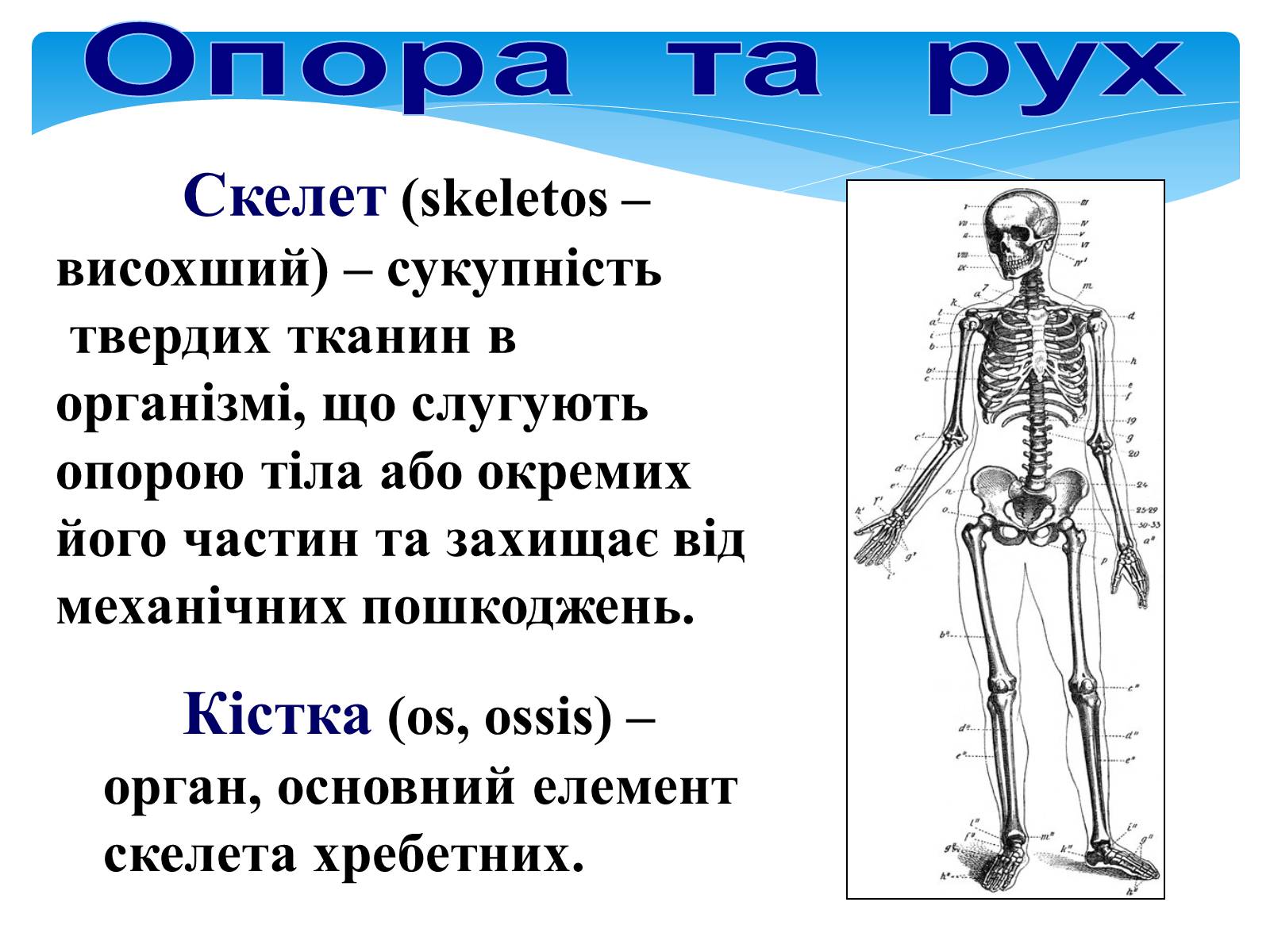 Презентація на тему «Опора і рух» - Слайд #2 Презентація на тему «Опора і рух» - Слайд #2