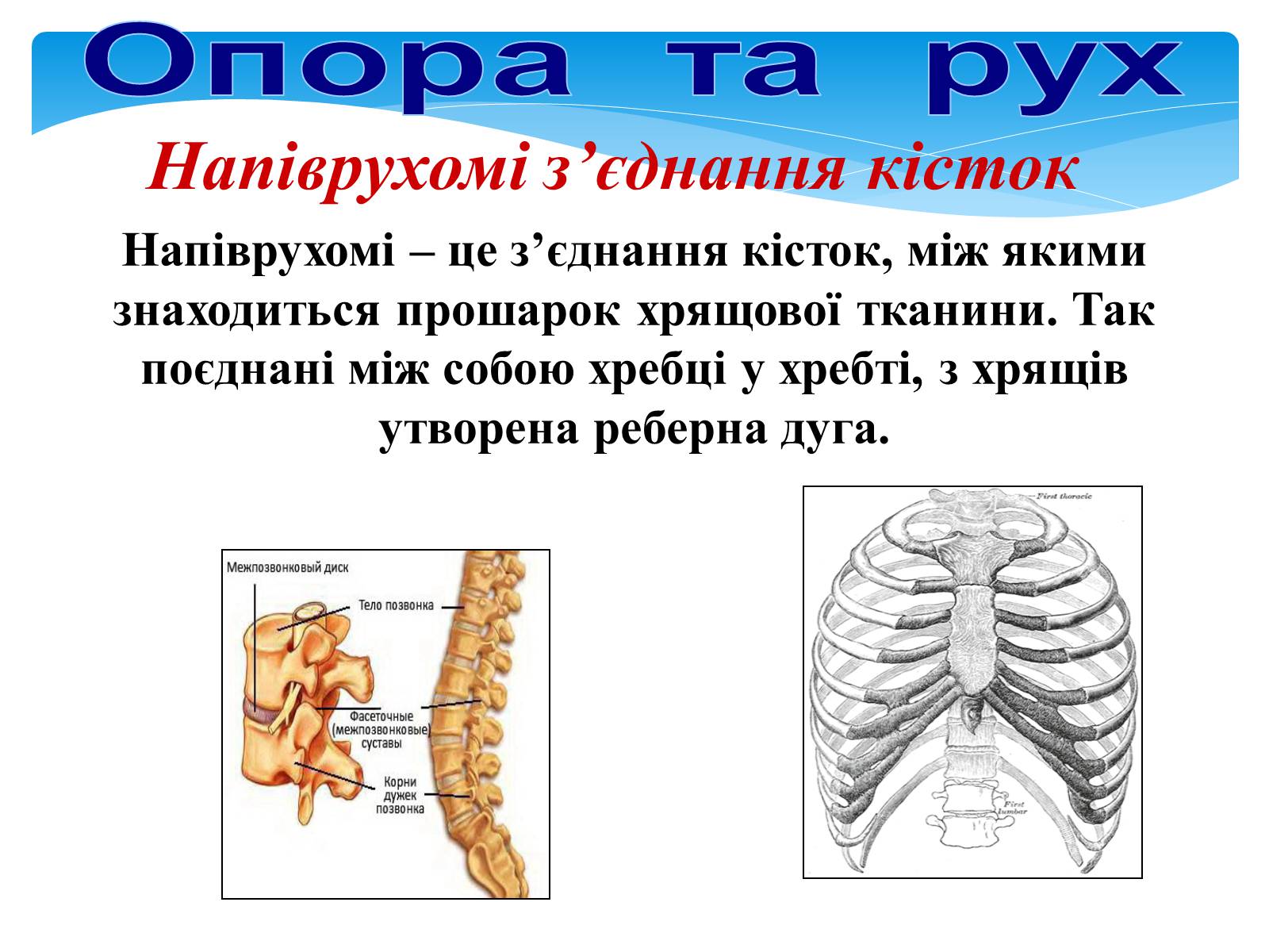 Презентація на тему «Опора і рух» - Слайд #20 Презентація на тему «Опора і рух» - Слайд #20