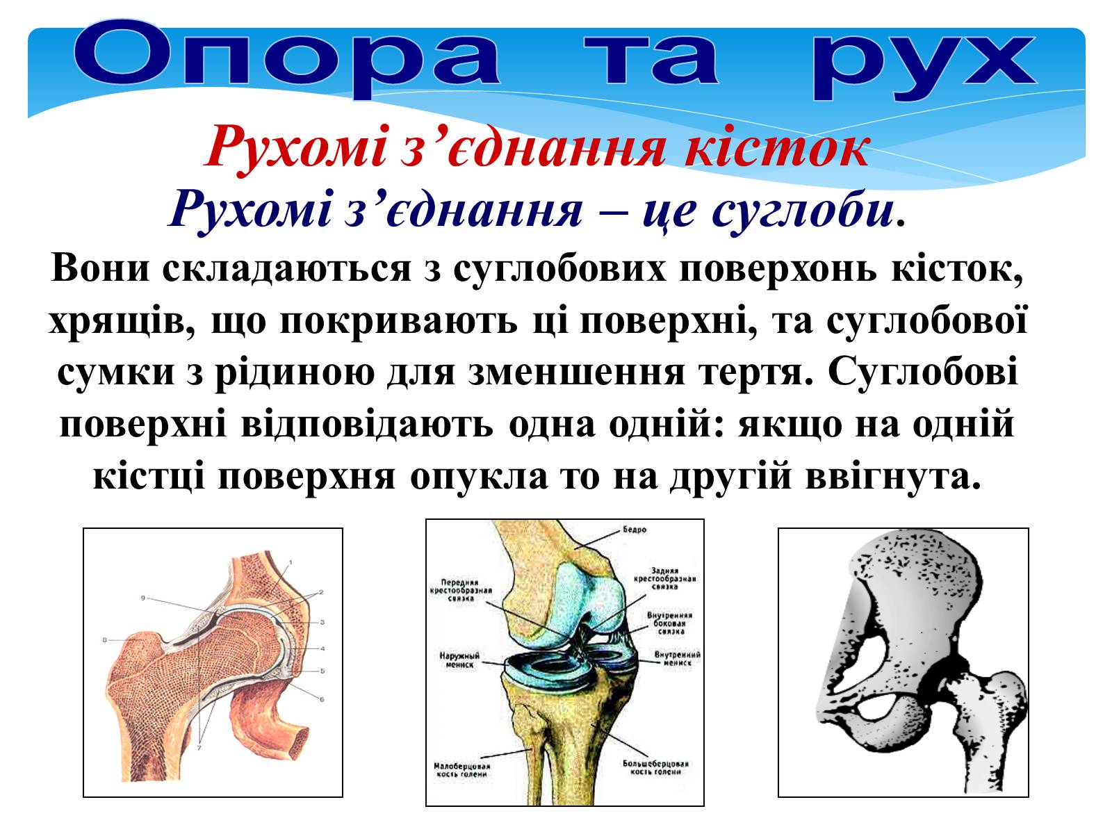 Презентація на тему «Опора і рух» - Слайд #21 Презентація на тему «Опора і рух» - Слайд #21