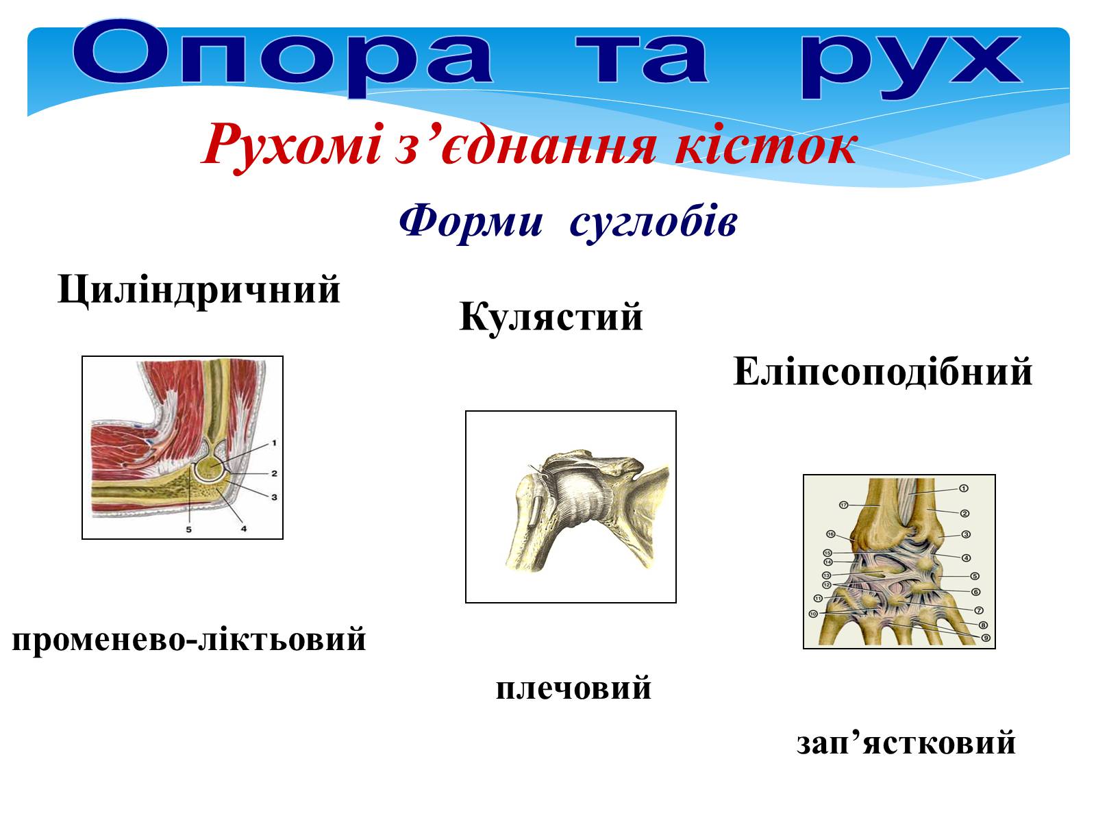 Презентація на тему «Опора і рух» - Слайд #22 Презентація на тему «Опора і рух» - Слайд #22