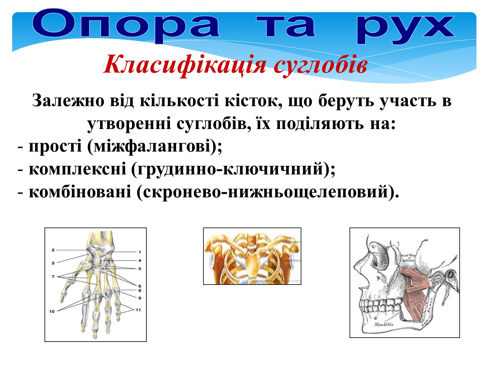 Презентація на тему «Опора і рух» - Слайд #23 Презентація на тему «Опора і рух» - Слайд #23